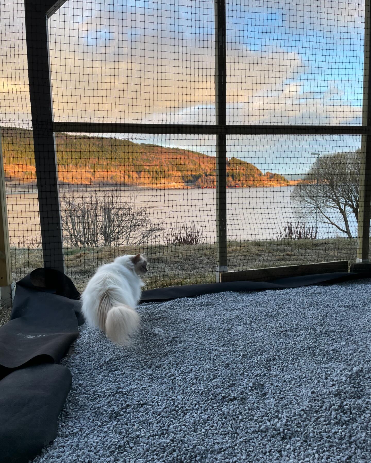 New catio in the making 🥳😻 #sacredbirman #birman #birmancat #fluffy #longhair #helligbirma #lilacpoint #sealpoint #colourpoint #colorpoint #whitecoat #blueeyes #blueeyedcat #birma #catsoninstagram #catsofinstagram #cats #cat #catsoftheworld #catsagram #catoftheday #kattensrollsroys