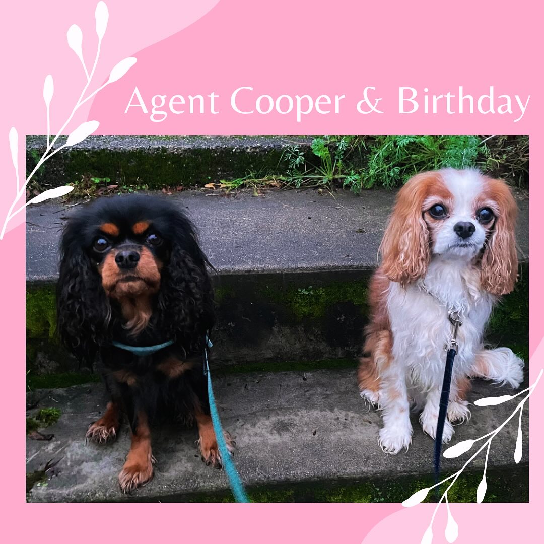 Agent Cooper & Birthday are Cavalier King Charles Spaniels who perform in competitions across the country! They have received many awards for their obedience and tricks! #dog #dogsofinstagram #dogs #pet #petlovers