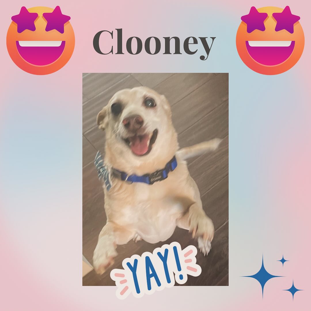 Omg it’s Clooney! Clooney gets so excited to go on his walks and it’s one of the best things we witness as pet sitters. Happy excited pups who love their life! We love what we do too! #pups #pupsofinstagram #dog #dogsofinstagram #dogoftheday #doglover #cute