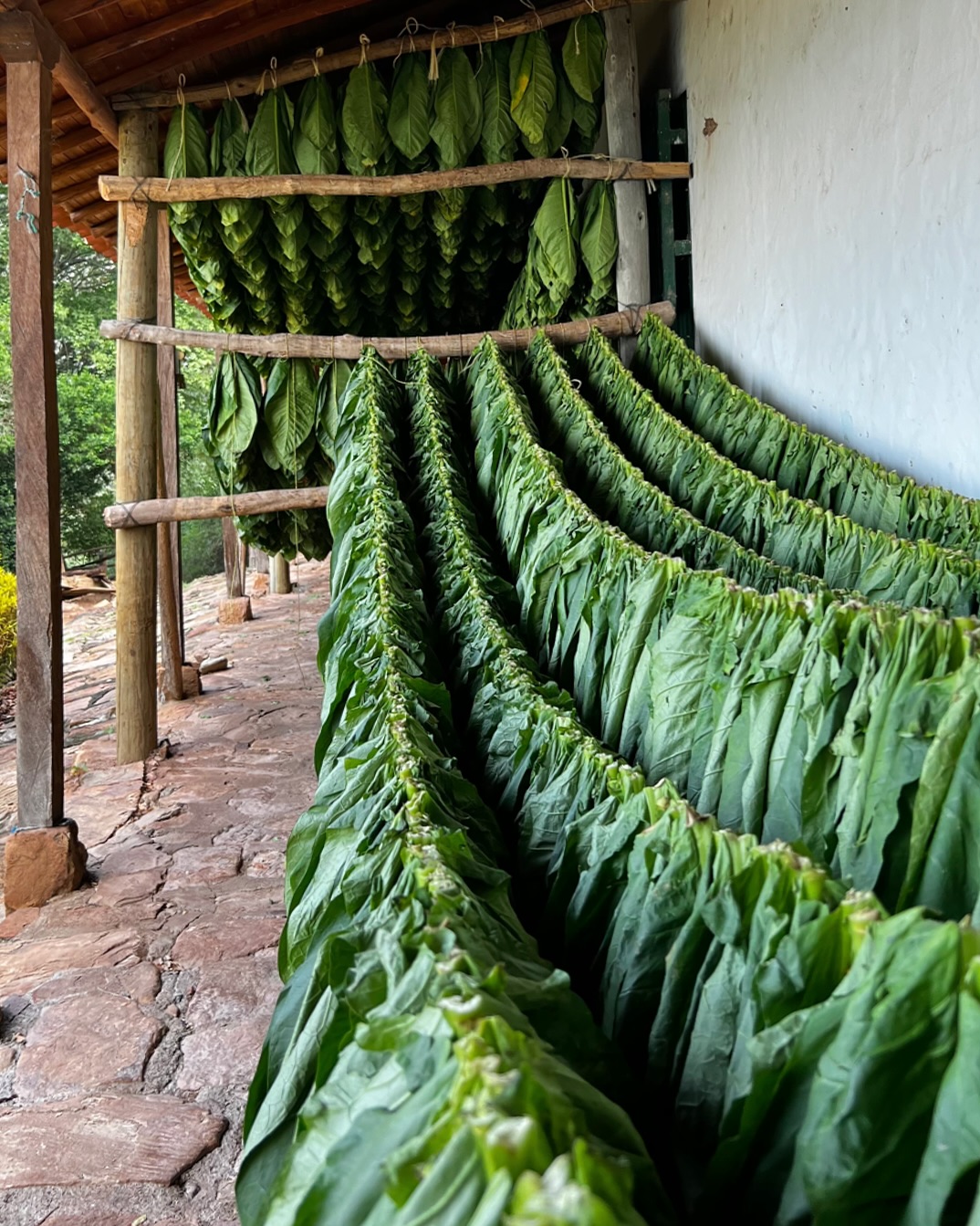 Que pajo mi gente😜, nos parece muy característico, peculiar y único, mejor dicho, en palabras cristianas, una chimba sentir el olor del tabaco caminando por el cañón, pensamos en el paisaje del cañón y siempre está incluido un kaney y el tabaco extendido, no sé si sabían, pero Jordan, es conocido por la excelente calidad del tabaco que siembra y cosecha debido a varios factores. En primer lugar, la región cuenta con condiciones climáticas y geográficas ideales para el cultivo de tabaco, incluyendo suelos fértiles y un clima adecuado ☀️ 🌵. Además, los agricultores locales han perfeccionado técnicas de cultivo y procesamiento a lo largo de generaciones, lo que garantiza la calidad y el sabor distintivo del tabaco de la región 👨🏾🌾. Finalmente, el compromiso con la tradición y la atención meticulosa al proceso de cultivo y curado contribuyen a la reputación de excelencia del tabaco de Jordan, Santander 🏜️.
.
Una chimba, y recuerden #todosalamontaña