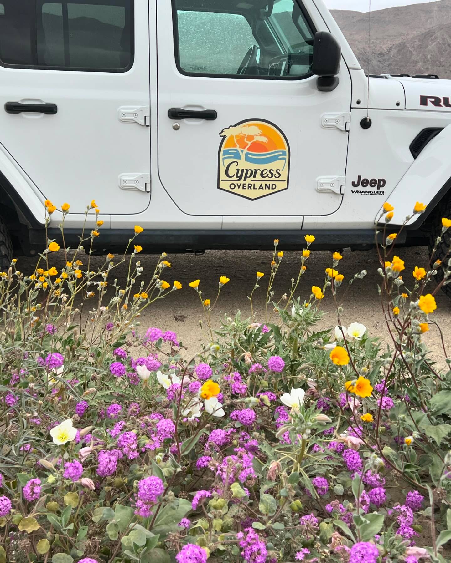 Great to make it back out to Anza Borrego especially during the blooms!! More pics and reels to follow.