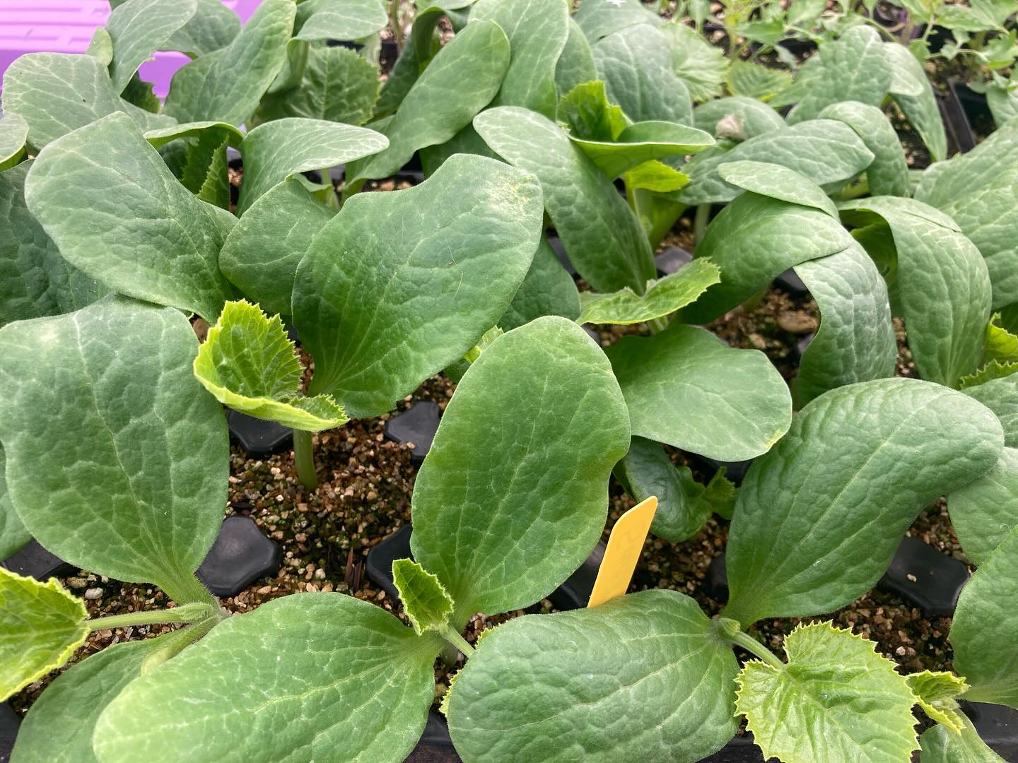 Happy springtime everyone — its been a while — our spring here feels slow again, and we are planting planting and preparing for the season ahead. already 3 rounds of lettuce and turnips have emerged and tomatoes and cucumbers are ready to transplant into the ground this week. We are looking forward to seeing you again at the Silverton Farmers market and here on the farm - with some shifts and changes and new offerings, we’ll start sharing more, I promise 🙃 1) zucchini starts ready to plant out, 2) @hannahkathrynkullberg daffodil bouquet 3) + 4) friends, 5) mowing down cover crops to prepare beds for veggies, 6) our goats found new pastures to graze and browse down the street (yay!), 7) a snapshot of one propagation area - baby plants everywhere - the constant beautiful shuffle.