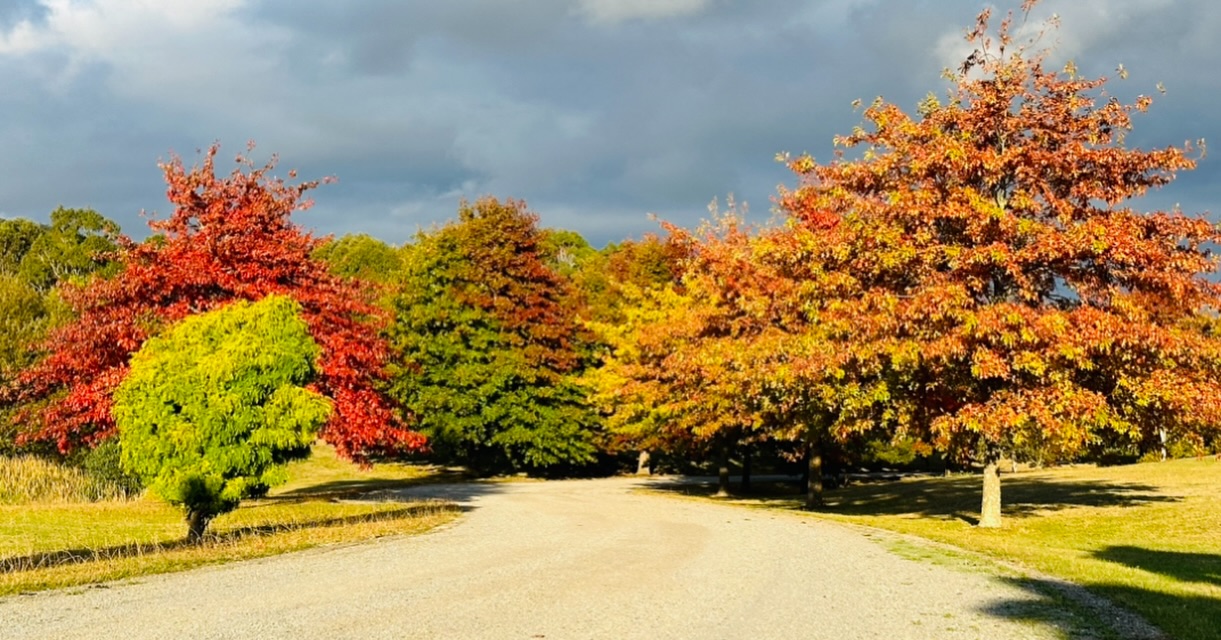 Beautiful autumn.. all visitors welcome everyday 9am to 5pm. #macedonranges #autumn #cemetree