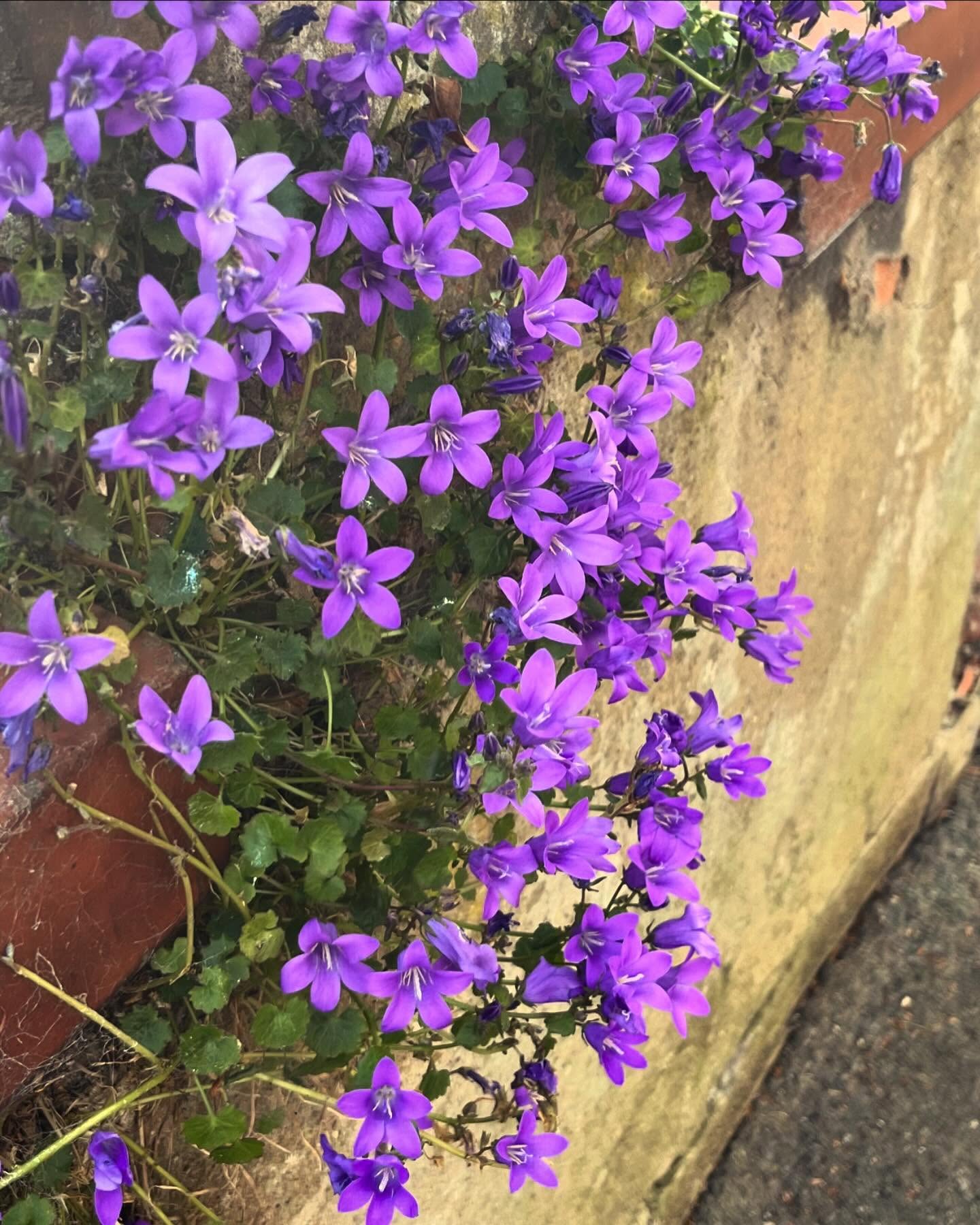Some amazing colours in the neighbourhood on my walk today ✨✨