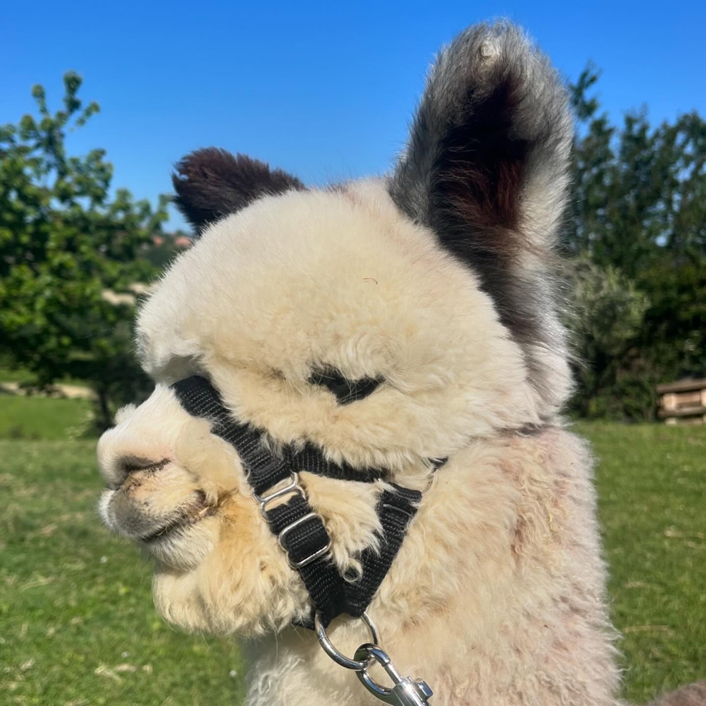 Il premio per le orecchie più pelose va a
Vulcano Della Foglia ✨
#alpaca #alpacas #alpacalove #alpacalovers #alpacafarm #alpacalife #alpacababy #alpacasofinstagram #cute #babyanimals #cuteanimals #animalovers #animals #fattoria #animali #campagna #montefeltro #urbino #marche #emiliaromagna #italia