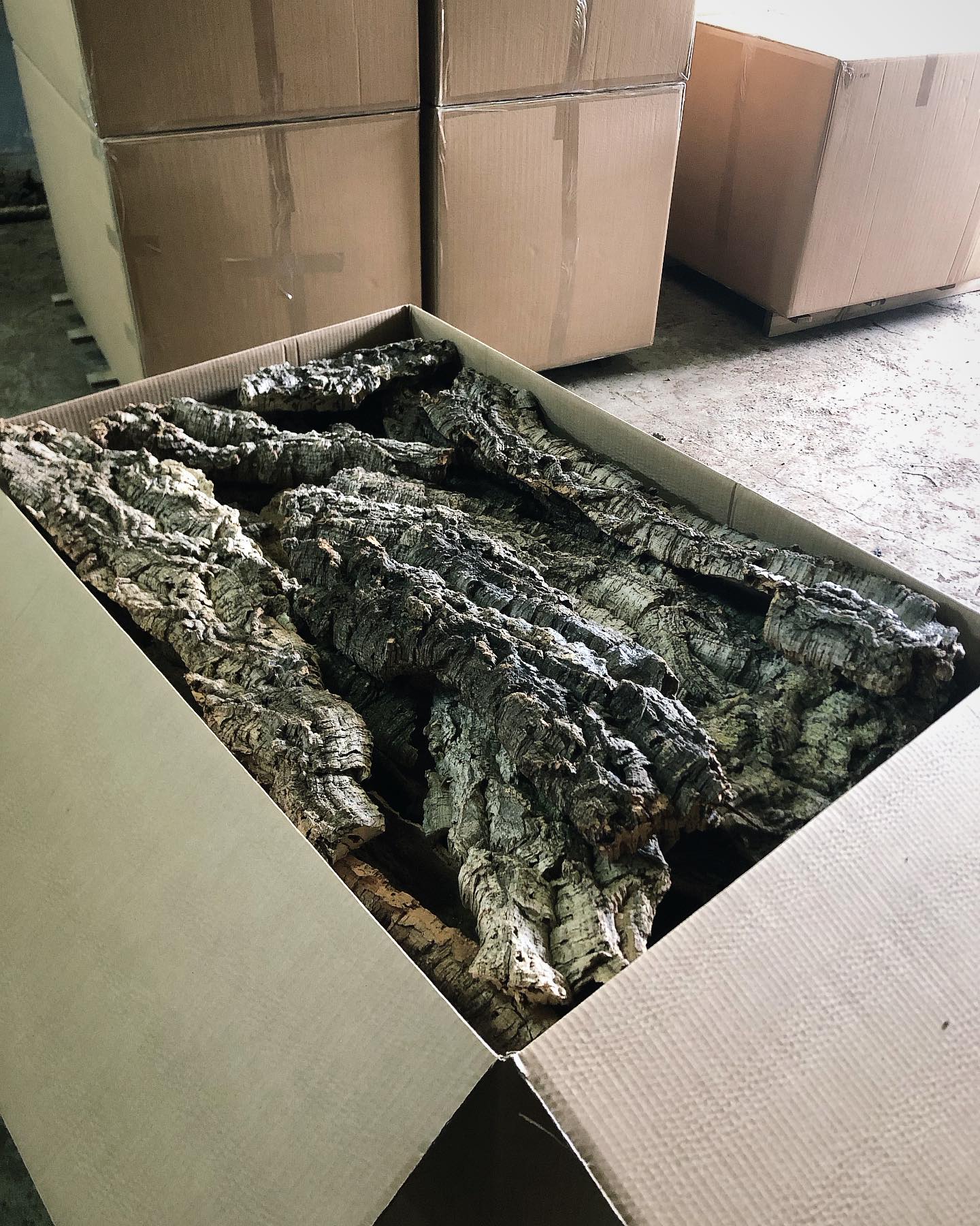 🌿 Natural Cork Bark Flats – Perfect for Terrariums & Enclosures!🦎
Looking to create stunning, naturalistic terrariums and habitats for your plants and pets? 🐍🐢 Our Cork Bark Flats are the perfect choice to bring your terrarium or enclosure to life!
✅ 100% natural
✅ Ideal for climbing, hiding & decorating
✅ Lightweight, durable & mold-resistant
✅ Eco-friendly and sustainably harvested
✅ Best quality-price
Whether you’re building a custom terrarium, bioactive enclosure, or a professional display setup, cork bark adds a unique, organic, decorative naturalistic elements that both plants, animals and keepers love.
📦 DM us for quotes, partnerships and wholesale bulk and custom orders!
We provide custom sizing and carefully selected pieces — whether you need small, hand-picked items for a single enclosure (Europe) or bulk supply for larger projects or retail (Worldwide).
🎯 Ideal for:
• Terrarium builders
• Zoo professionals
• Exotic pet owners
• Hobbyists and retailers
Let us help you bring your enclosures to the next level — naturally.
#SCorkBark #TerrariumSupplies #CustomEnclosures #ReptileDecor #BioactiveTerrarium #VivariumDesign #ReptileLovers #TerrariumShop
#TerrariumDesign #CorkBark #ReptileEnclosure #ExoticPets #BioactiveSetup #NaturalisticVivarium #HerpHobby #CorkForTerrariums