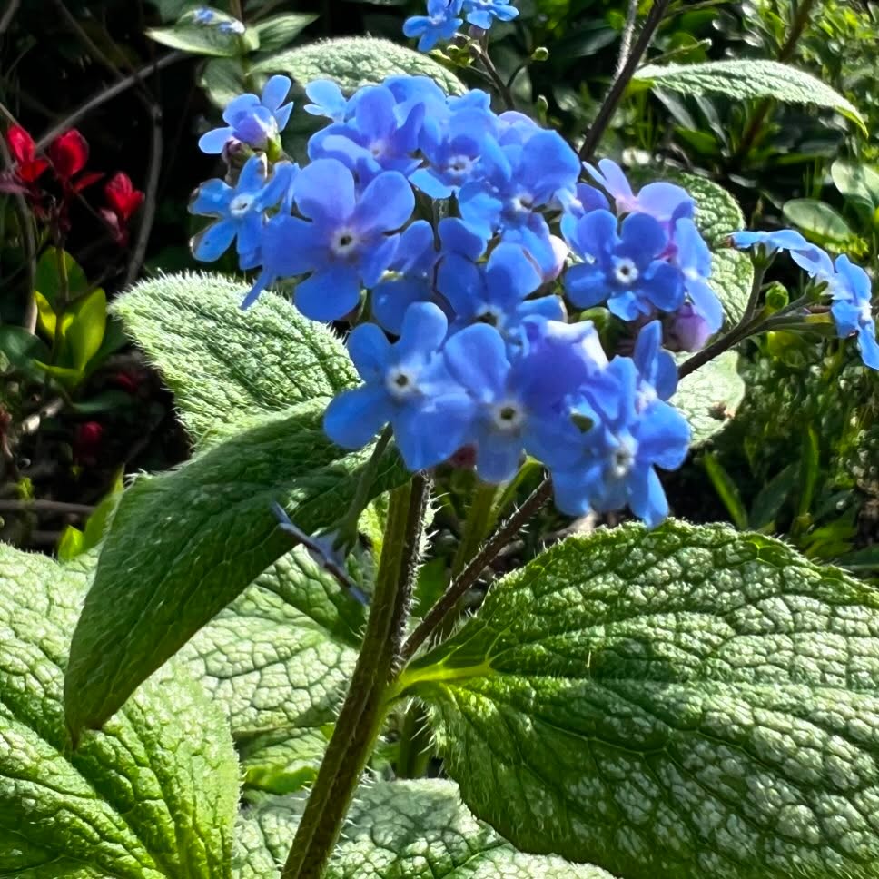 Brunnera ‘jack frost’ having its time at the moment, a great ground cover option for a shady area and brings a real splash of colour early spring.
#brunnera
#plantsmakepeoplehappy
#gardendesign
#springcolours
#gardendesign
#landscapegardening
#gardenmaintenance