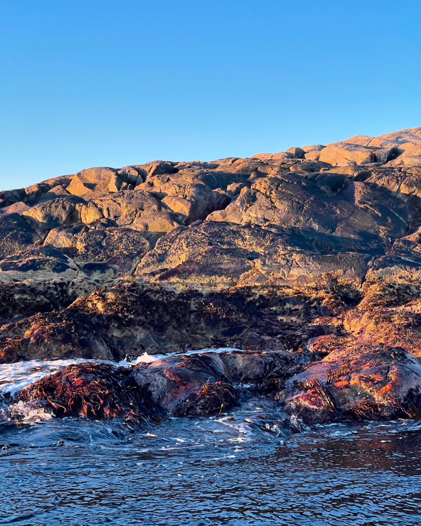 Happy Earth Day 🌎🌿
#earthday #seaweeds_supplement #trondelag #trøndelag