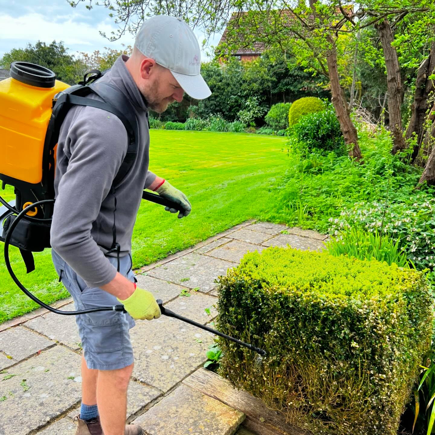 Box tree caterpillar is causing chaos in our gardens of late and it seems to be prominent in the south west! It’s very easy to identify and as soon as you see the symptoms (stripped branches / foliage, dusty foliage and the presence of caterpillars) then it’s important to react quickly to prevent your Buxus from any further damage.
The best method to control the infestation if the use of a Nematode, we use the brand name xentari which is sprayed onto the whole bush, once the nematode parasite is eaten by the caterpillar it will soon destroy the caterpillar population. We advise to use Nematodes as the primary response and also as preventative care. It may also be wise to use a pheromone moth trap which will help break the breeding cycle.
#boxmothcaterpillar
#boxtreecaterpillar
#buxussempervirens
#buxuscaterpillar
#pestcontrol
#boxtreemoth
#gardenmaintenance
#gardendesign
#gardenlife
#xentaribiologicalinsecticide