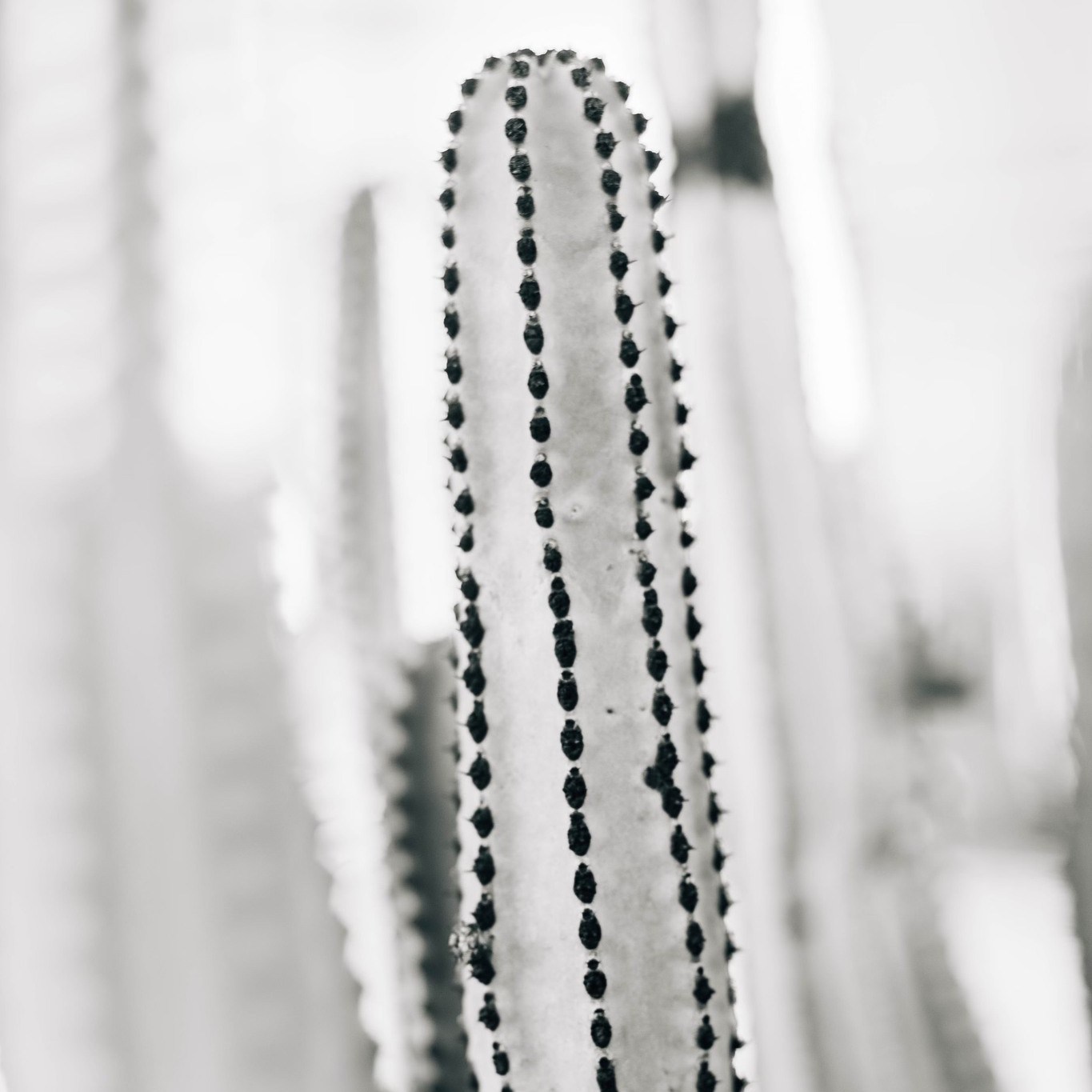 // black and white desert style
#blackandwhite #blackandwhitephotography #art #artwork #photographer #bw #canon #canondeutschland #bellcoll