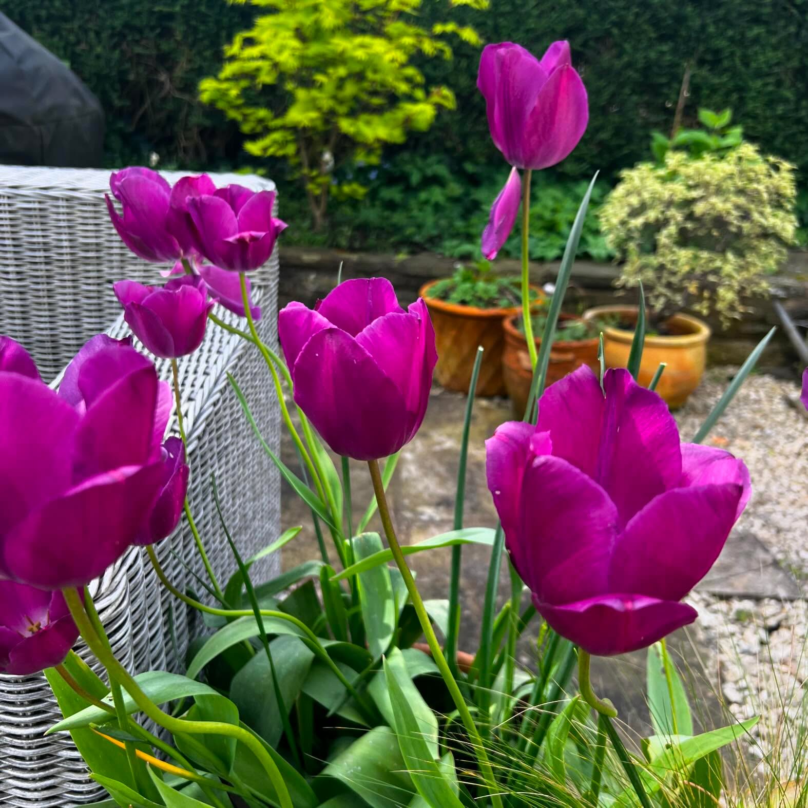 Tulips are nearing the end, they’re always a joy to see and bring so much cheer to the garden in spring! ‘Negrita’ has been a firm favourite this year!!
#tulip
#springcolour
#gardencolour
#gardendesign
#gardenmaintenance
#bristol
#gardenlife