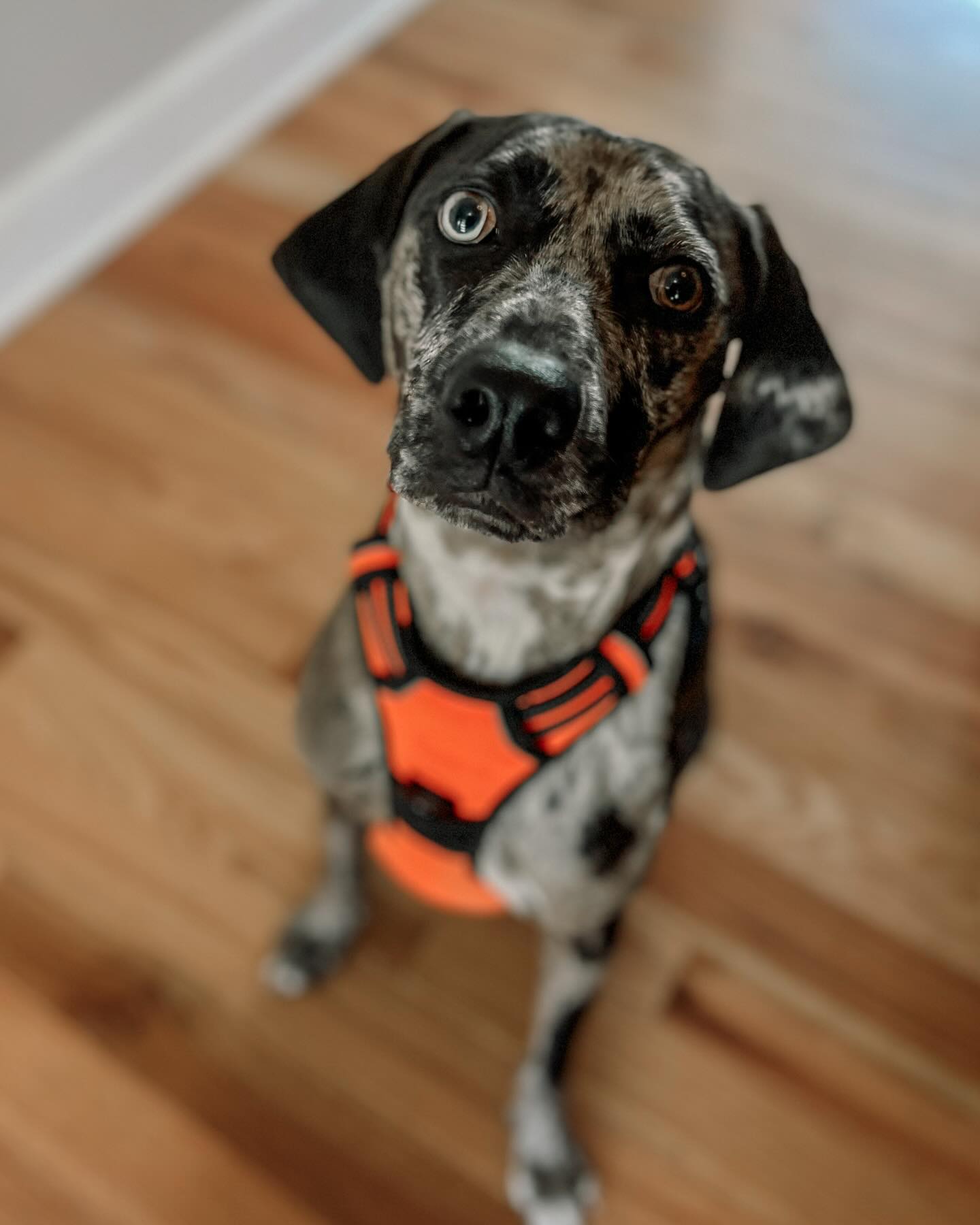 Can’t wait to spend this sweet girl’s last session on Saturday at a local park. We will be working on leash skills with distractions as well as taking our first decompression long line walk! I’ve loved being a part of her post-adoption integration into her new family! 🥰