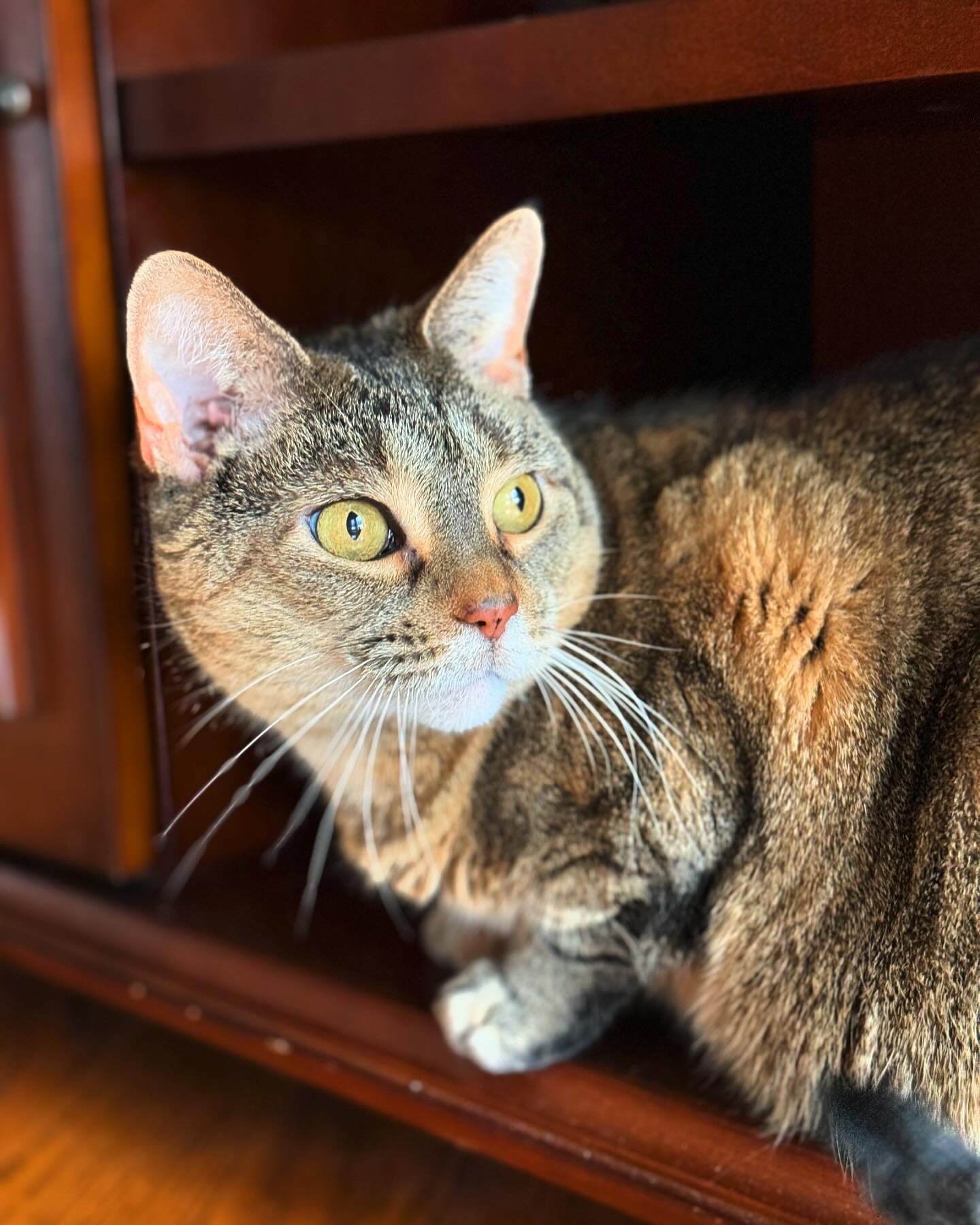 Athena wants to wish you all a happy Caturday! #athena #cats #caturday #meow