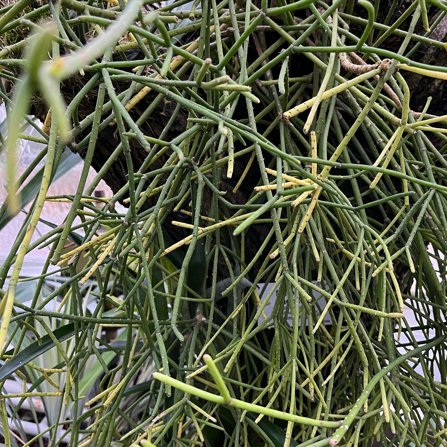 For my new film I created a real life plant-robot hybrid character.
In the research, when still figuring out what plant could be suitable, I went to the botanical gardens. I ordered a driving robot platform and found out I had to assemble it myself.
I learned a lot whilst creating "Hilli".
1: Rhipsalis baccifera at Botanical Garden Berlin
2: Assembly of robot
3: Assembly of robot
4: Rhipsalis paradoxa minor
5: plant-robot hybrid Hilli on set, 📸: @sinacolada2.0
.
#robotplant #robot #plant #rhipsalis #contemporaryart #femaleartist #film #femalefilmmaker #shortfilm #artfilm #scifi #sciencefiction