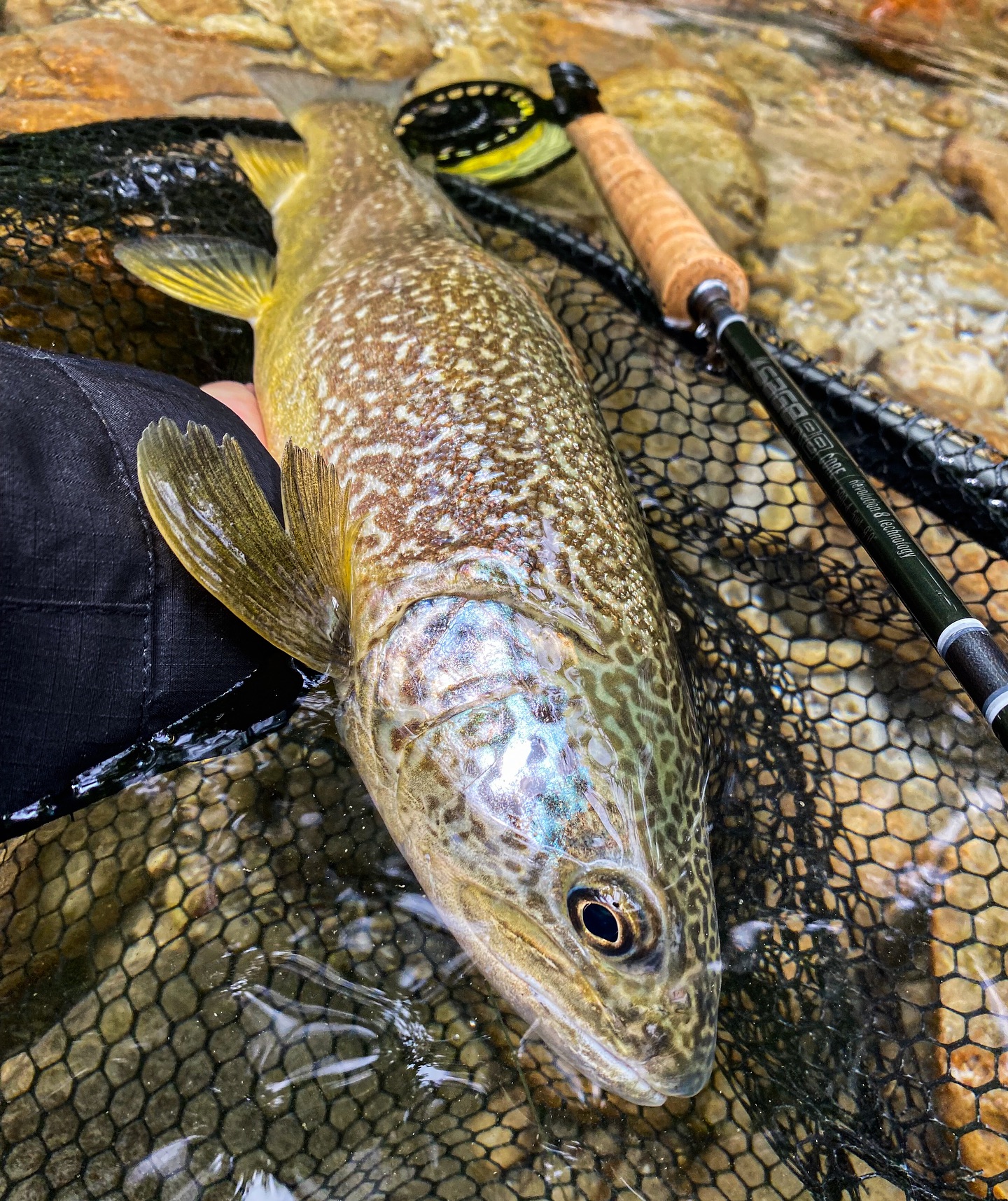 Jour 2 : Séjour en Slovénie
Une journée encore très très compliquée ..nous avons commencé par faire une affluent de la Socà mais malheureusement après plusieurs centaines de mètres pas l’ombre d’une truite sur la rivière. Nous décidons de changer de spot et nous remontons plus haut, après un petit rayon de soleil, quelques mouches ont commencé à sortir. Ce sont des ecdyos. Nous étions encore capot tous les deux à 13h00 de l’après midi. En remontant la bordure tranquillement, Cédric me stop et me montre un poisson qui gobe. Le seul et l’unique poisson de la journée actif et le seul des deux jours qui gobe. Autant dire il ne fallait pas que la rate ahah, je décide de mettre une ORL halieutique en H14 ma valeur sûre. Une magnifique truite qui m’a comblé de bonheur et en plus en sèche dans un décor de rêve. Les truites ne sont pas du tout actives et donc on passe des kilomètres à essayer de voir un poisson actif ça se joue au mental ahah.. Cédric a fait quelques poissons dont décroché une énorme marmo de 65-70. Une journée difficile mais la beauté du cadre compense l’absence de poisson. En tout cas demain nous allons changer de rivière et direction l’Idrijca. À demain !
@orionflyfishing
#marmorata #troutmarmorata #marmoratatrout #truite #trucha #flyfishing #flyfishingaddict #flyfishingeurope #flyfishing #flyfishingjunkie #flyfishing_feature #flyfishingdaily #pechealamouche #pêche