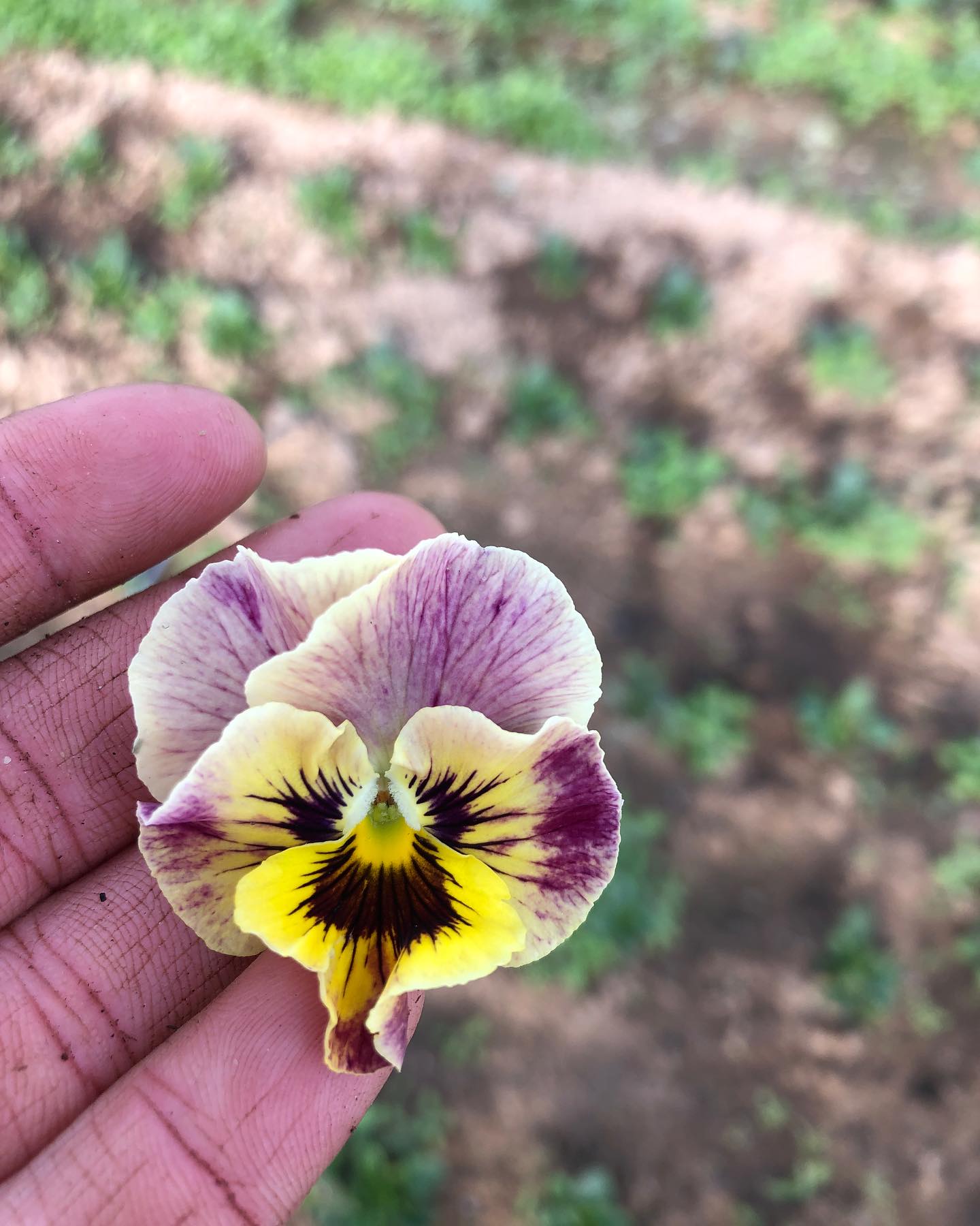 Some moments from this week at the farm🌱See you at market tomorrow!