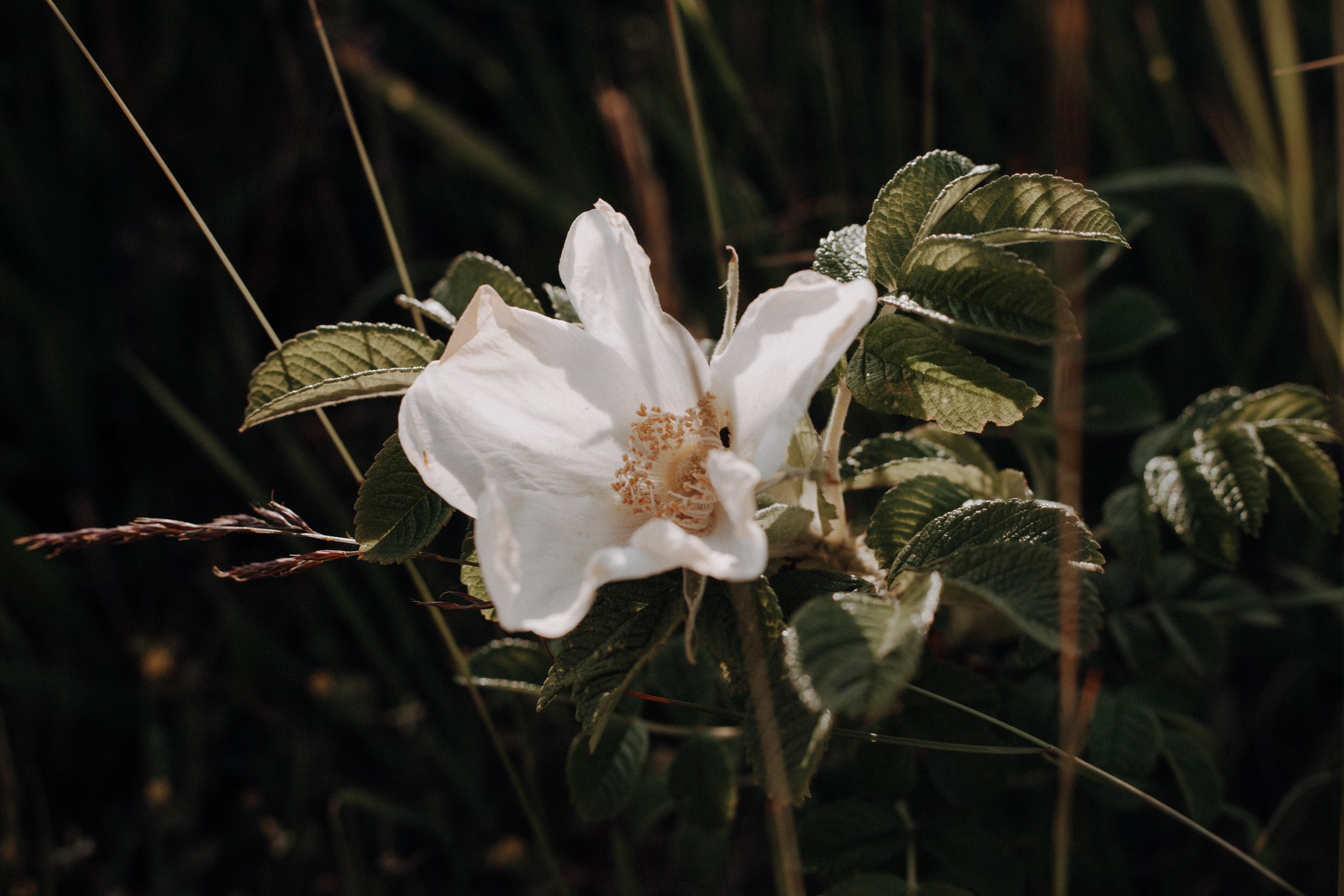 // the island is calling
#island #islandvibes #inselliebe #sylt #syltdieinsel #syltrose #naturephotography #flowerpower #goodtimes #artwork #summervibes #westerland #braderup #hörnum #lovemyjob #photographer #saltyhomephotographie