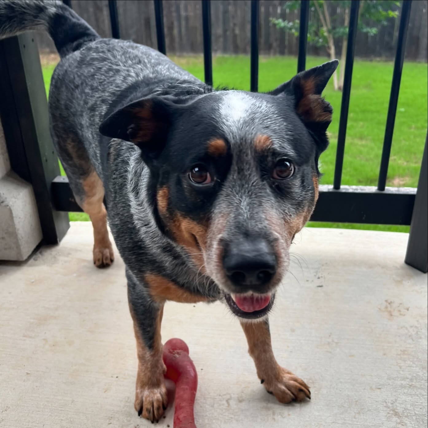 Play time with Covi! 🤎🐾
#petsitting #boerne #petsofinstagram #doglover #fairoaksranch #petsitter #dogsofinstagram