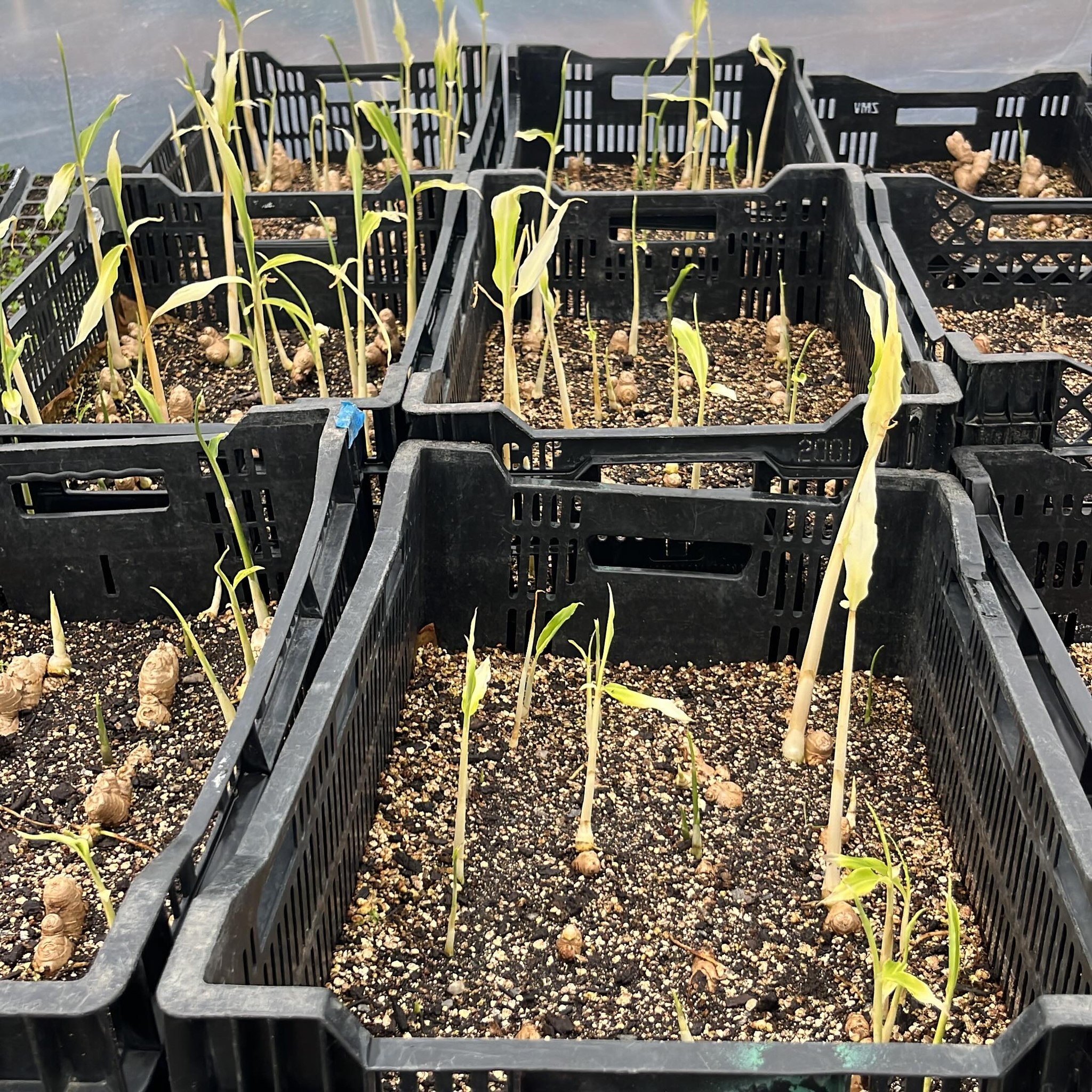 Part of our ginger plants