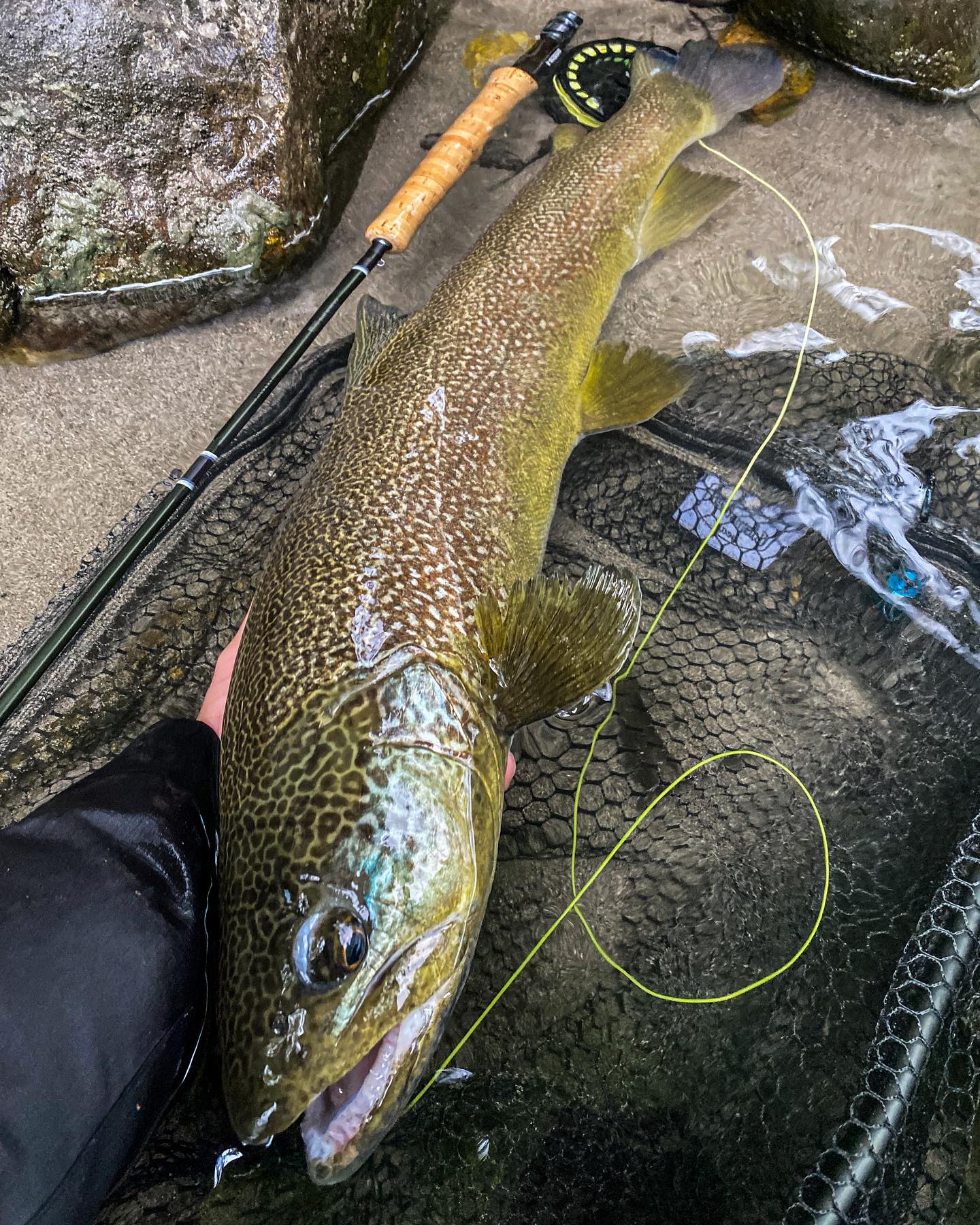 Jour 4 : Séjour en Slovénie
Ce matin la pluie tombait, nous avons décidé de faire des affluents, le manque d’activité rendait la pêche difficile avec peu de poissons dehors, nous avons fait deux marmoratas dans la matinée notamment une très jolie pour Cédric avec un magnifique coup de ligne en revers: posé paquet, un lancer, ferrage et pendu, il commence à être réglé le gaillard 😂 C’est vers 15h que nous sommes retournés sur l’Idrijca et en regardant depuis le pont nous avons vu deux belles truites marmo qui étaient sur la bordure. Je descend, j’arrive en bas, petite cuivre en 5 tours de plomb, elle arrive, animation, elle voit la nymphe et se barre .. dégoûté .. ce n’est pas grave mais le peu de beau poisson actif il ne faut pas les rater. On remonte ensuite la rivière, aucune activité et on décide d’aller revoir cette belle truite. Je me poste dans les branches, un petit gammare pirate non plombé, je lance et d’un coup je ne vois plus la truite, à l’instinct je fère et c’est au bout ! Après un bon combat en 15 centième cette belle marmo de 65 cm finira dans l’épuisette ! Un vrai bonheur de prendre ce genre de poisson en nav.
Ensuite après un gros orage nous sommes allés à la confluence de la Soca avec Tolminska, une torrentueuse lourde et Cédric a enchaîné les poissons notamment avec de belles arcs en ciel et la cerise sur le gâteau nous prendrons deux beaux ombres : un de 50 cm tout pile et un de 45 cm ! 😁 Deux poissons inespérés qui étaient aussi l’un de nos objectifs de ce séjour ! Trop content ce fut encore une journée incroyable au paradis ! Maintenant les eaux sont teintées ça va être compliqué mais comme d’habitude on ne lâche rien 😁 à demain les amis !
Les nymphes du jour : faisan tail bille cuivre h16 bille de 2,5 mm
Torrentueuse lourde bille cuivre
Torrentueuse 4mm bille or
Piou piou bille chocolat h12 4mm
Gammare pirate h16 0 tdp
#marmorata #troutmarmorata #marmoratatrout #truite #trucha #flyfishing #flyfishingaddict #flyfishingeurope #flyfishing #flyfishingjunkie #flyfishing_feature #flyfishingdaily #pechealamouche #pêche