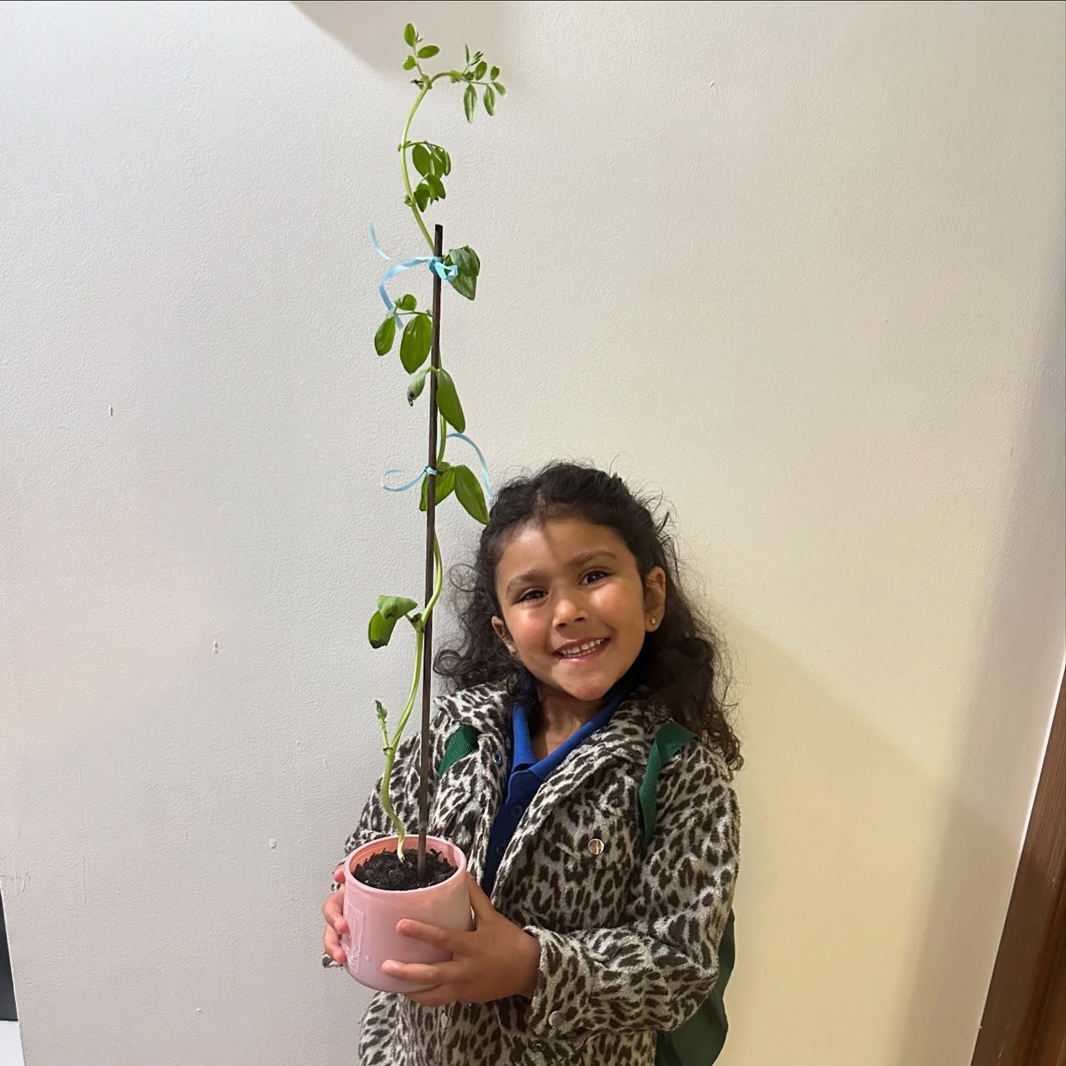 So proud of her bean stalk!!! #haribobaby bought her plant home and has been taking care of her beanstalk for a few weeks now. Love the way she has looked after it and watered every other day it has done so well.
#greenfingers #beanstalk #haribobaby