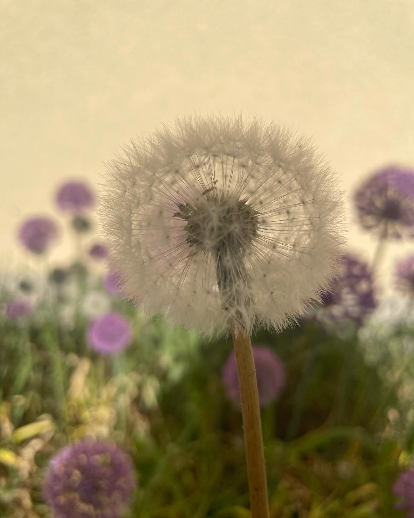 #dandelions #makingwishes #stockholm