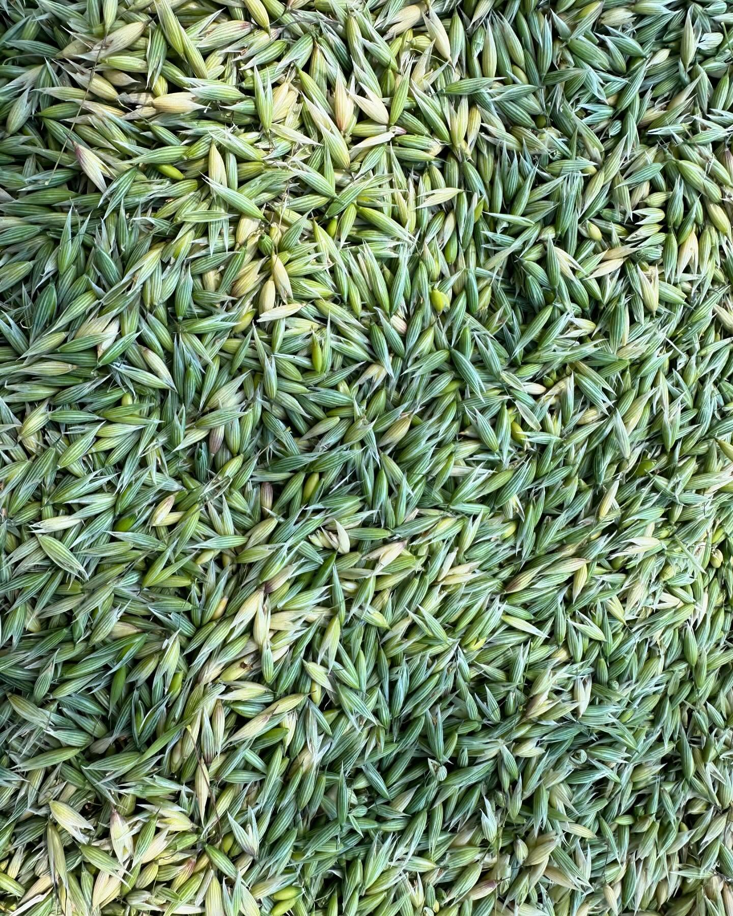 Calling all hall & oat fans! Milky oats are ripe and ready come and get ‘em while they’re fresh!✨🌿❤️
