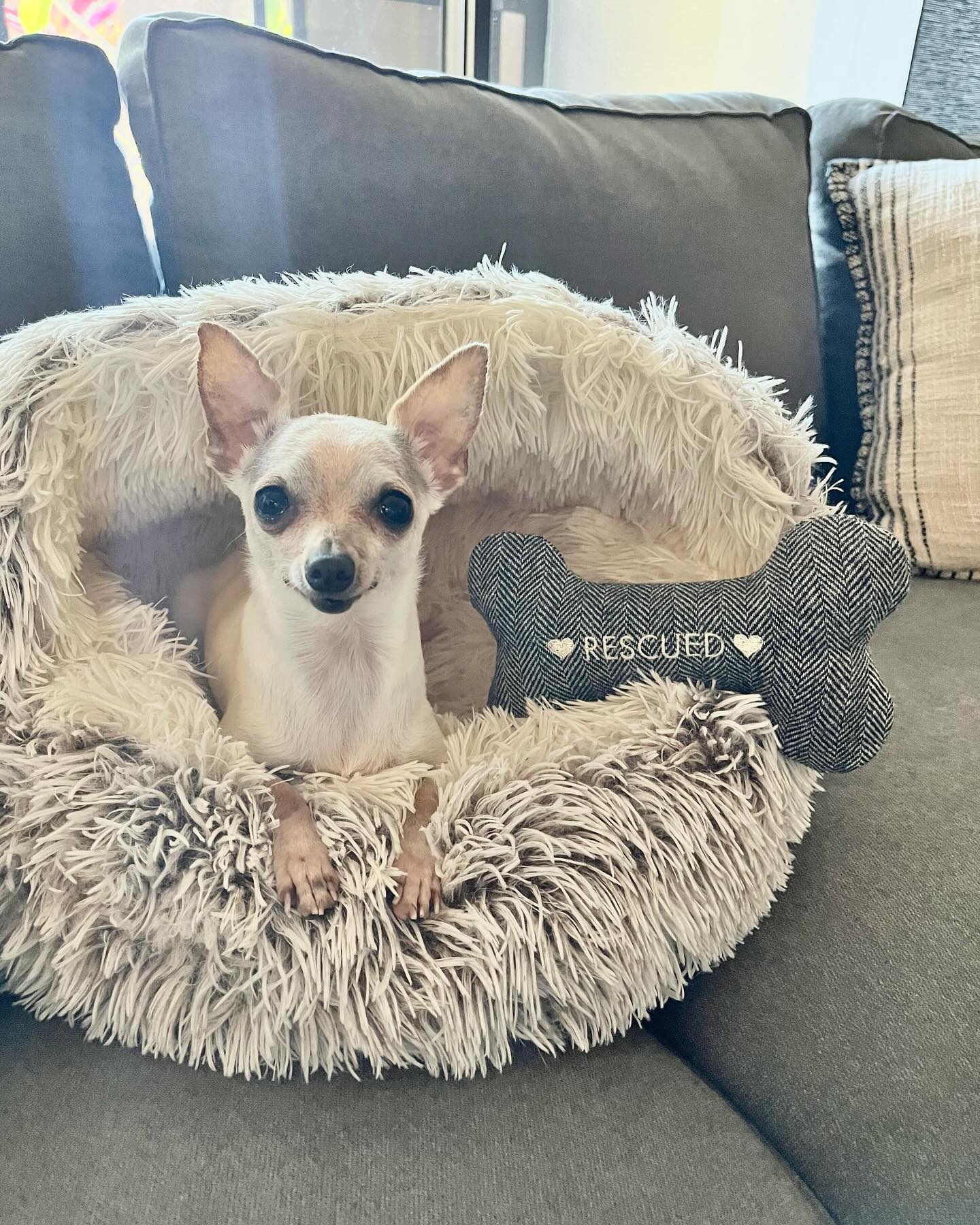 Happy National Rescue Dog Day from Minnie + Roxie 🐾 Don't need to worry about these toys getting shredded since they have no teeth - maybe just a bit moist 💦
Use promo code: RESCUED5OFF to get $5 OFF this week on our new 🖤RESCUED🖤 toys for your pup!
.
.
#nationalrescuedogday #nationalrescuedogday🐶 #nationalrescuedogday🇺🇸🐕 #dogtoybox #dogtoysale #handmade #chihuahua #chihuahuasofinstagram #chihuahualove #chihuahualover