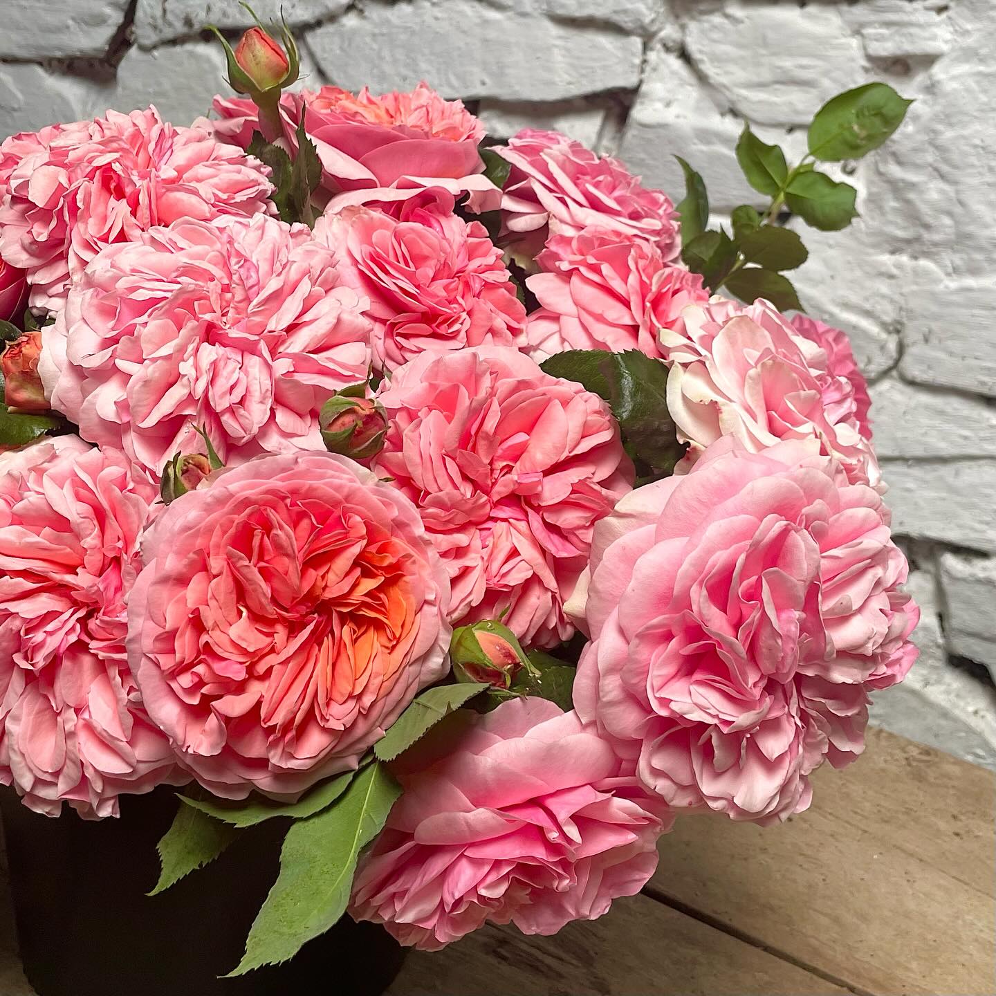 Rosa - Duchess of Cornwall (aka Chippendale)
(Excuse the noisy bird chirping in the background)
#duchessofcornwallrose
#roses
#britishgrownflowers