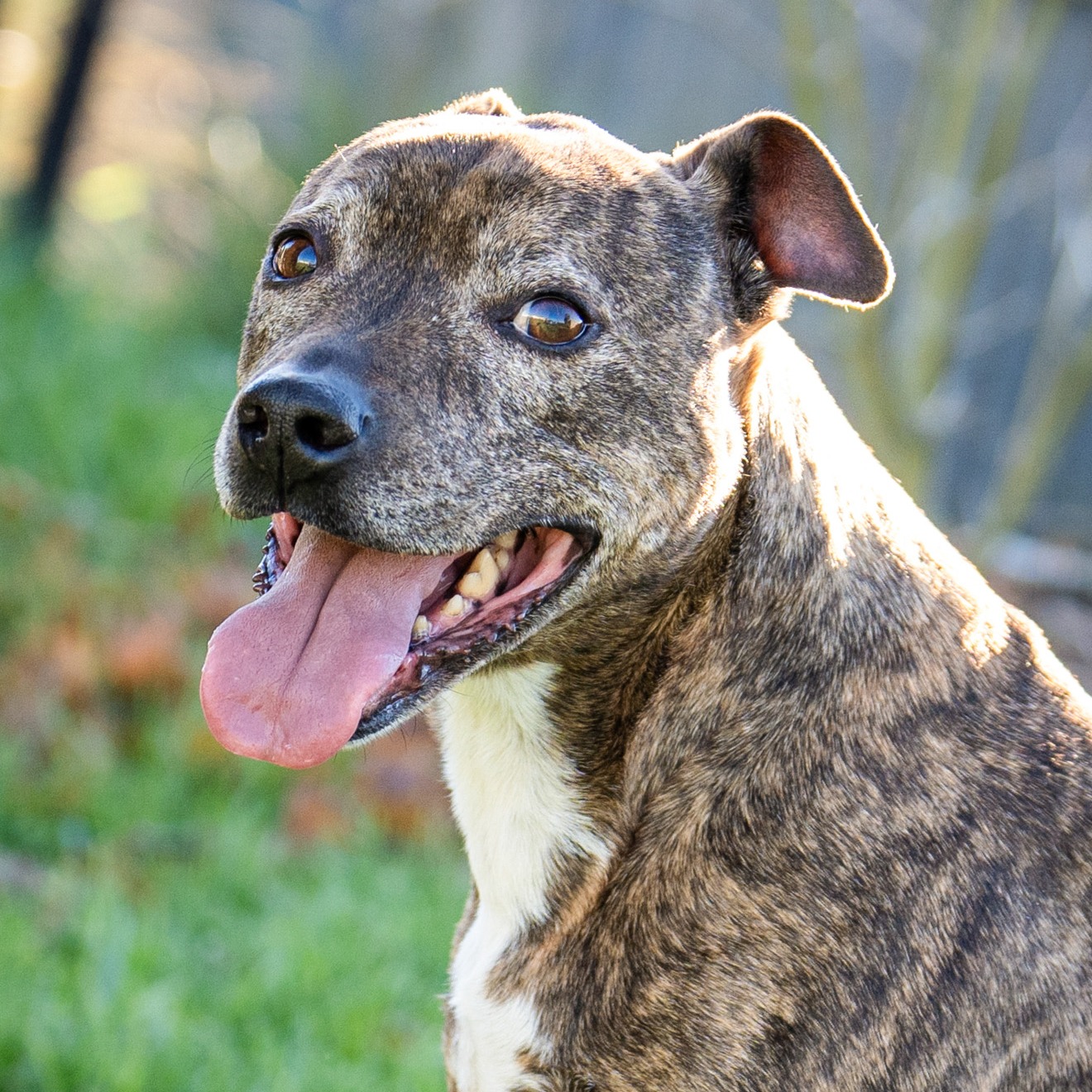 Ninja, a Staffy x which we photographed last week in our studio and outside in our studio greenspace here in Tapanui.
This photo was one of her owners, Helen Wicksteed's, favourite photos. Ninja has one ear up more than she has two we are told, and she can be a bit mischievous according to mum, so this image captured her personality beautifully.
We just loved having this beautiful girl in front of our lens, she is one out of the box.
🐾
📸 @natwickstudios
#dog #staffy #staffygram #sonyalphafemale #sonya7iv #sonyalphaanz #petportraits #petsofinstagram #doglife #doglover #cutedog #instadog #dogsofinstagram #petoftheday #dogs #dogstagram #petphotography #dogportrait #petpawtraits #mydogiscutest #dogoftheday #nzdogs #dogsofnewzealand #nzdogsoninstagram #dogs #mustlovedogs