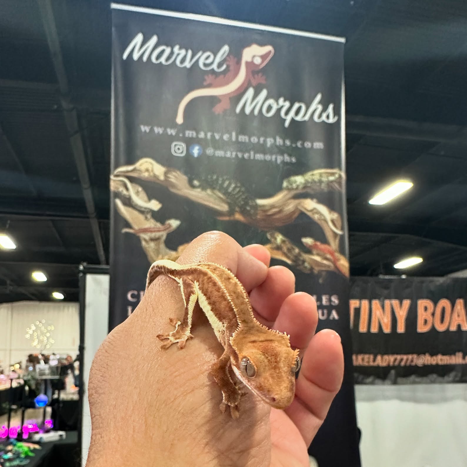 I’m a big fan of #lillywhite #phantom #crestedgeckos. Are you? Come check out the phantoms I have at the #repticon in Costs Mesa.