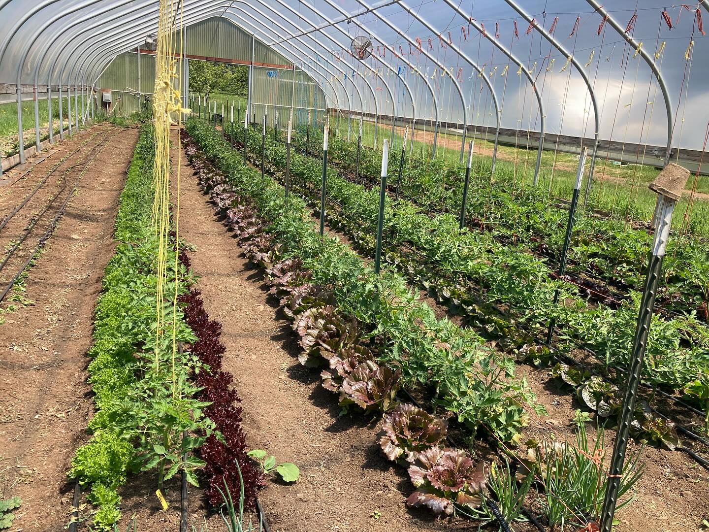 Abundance of yummy lettuce - buttery butterheads, crunchy romaine, minis and giants, coming to market tomorrow in Silverton 9:00-1:00 pm, along with kale, turnips, and mustards and amazing mushrooms from @brownbottlefarm