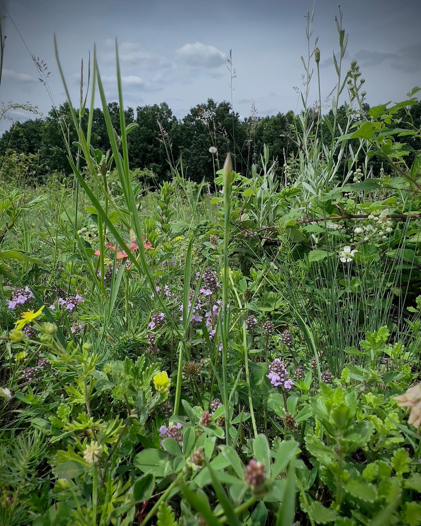 June is the month when medical plants “invade “ our wild meadows and our cattle enjoys it very much! #wildthyme #chammomile #redclover #wildmint #wormwood #cleaneating #foodpharnacy #wildnature #wildromania #romania #regenerativeagriculture #grassfed #grassfedbeef
