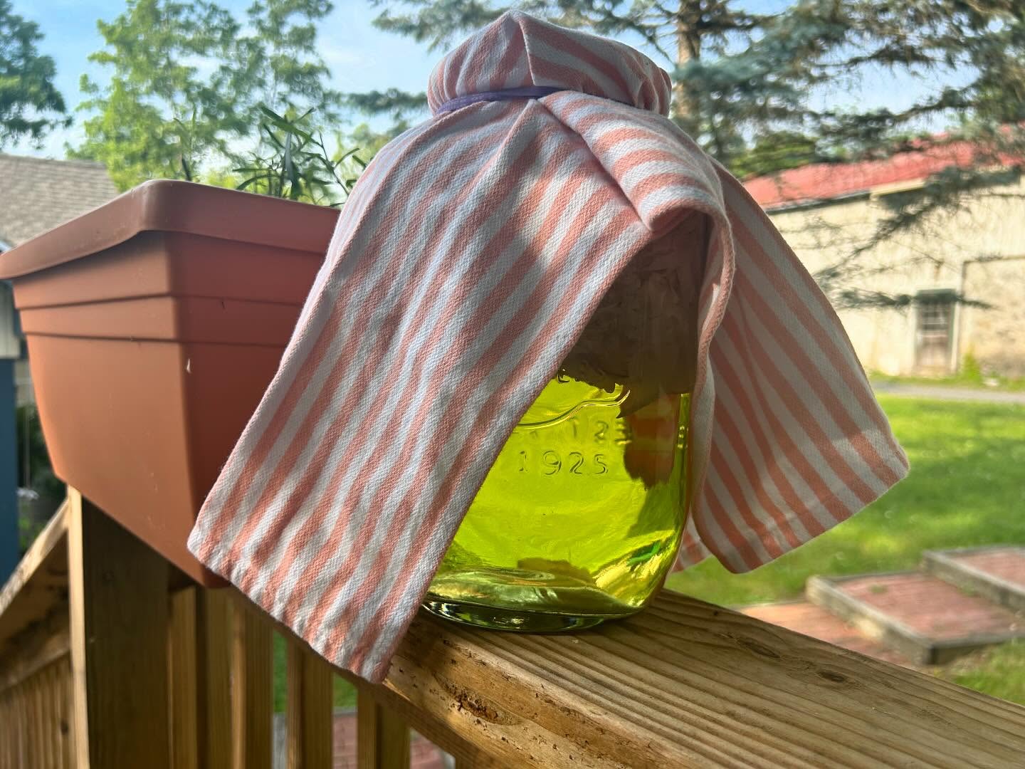 What is this mysterious yellow-green liquid and WHO is responsible for concocting it?
⁉️
We have a little herb garden that we have tended now for three years along with surrounding plantings: peonies, hydrangeas, clematis, heliotrope… we are inspired every season to find new ways, culinary and otherwise, of using our plants!
This year, as our gorgeous and hard-won peony blossoms fade oh-too-quickly, Cloe gathered up the spent blossoms, harvested the petals, and with boiling water extracted a (very stinky!) essence that when mixed with sugar and 🍋 lemon juice 🍋 , magically turned into a bright pink, peony flavored (and scented, thank goodness!) syrup! 🥤 🌸
What is alchemy?
Is it magic? 🪄 ✨
Our alchemist, @ccfwind ,explains it as a process of transformation… 🧪
And that’s what we do here at F&F; we commit to the transformation of ourselves and perhaps to you—in outlook, taste, inspiration, and quality of life!
Stop by this Friday and have a taste of…well… all the good stuff! 😘🍋🌸🥤
#peonies #flowerpower #eatyourflowers #simplesyrup
@eatyourflowers #firstfridays
#westchesterpa #northcoventry #royersford #BirdsboroPA #chestersprings #springcitypa #downingtownpa #phoenixvillepa #pottstownpa #pottsgrove #elversonpa #extonpa #malvernpa
Thank you
@karenle893
For the inspiration!!