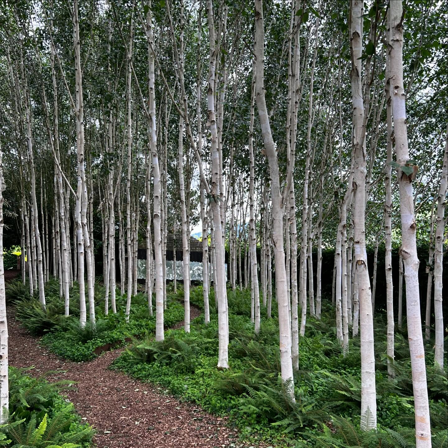 An inspiring visit to @yeoorganicgarden today, magical gardens in full summer glory. The results achieved through old school no dig and organic practices is mind blowing…so much thought has gone into these gardens and it shines …walking through that silver birch grove was an experience in itself, with an under planting of fern and the sound of running water it couldn’t be more serene!!
#gardeninspiration
#gardendesign
#gardenideas
#countryliving
#landscapegardener
#gardenlife
#summervibes