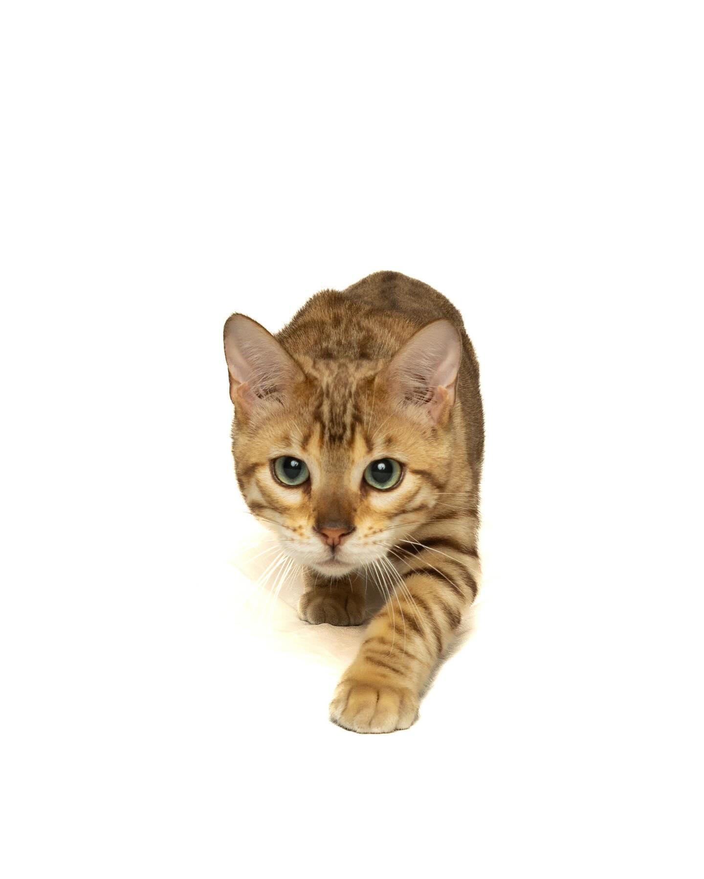 Ashtagbengal Ace of BigHeartBengals 💙
•
•
•
#bengal #bengalcat #bengalkitten #bengalcatsofinstagram #bengalkittensofinstagram #bengalcatclub #bengallove #bengalbreeder #tica #sealsepiabengal #kingace #bright #ontario #canada
