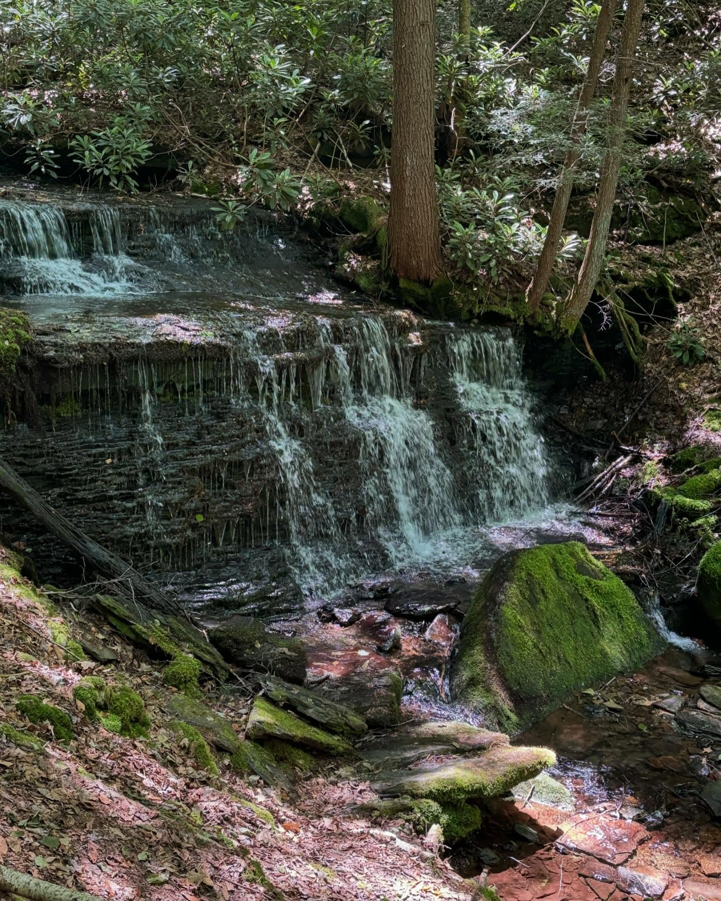 Your favorite massage therapist literally out in the wild, hiking Yost Run Falls. We even found a big #noperope!!