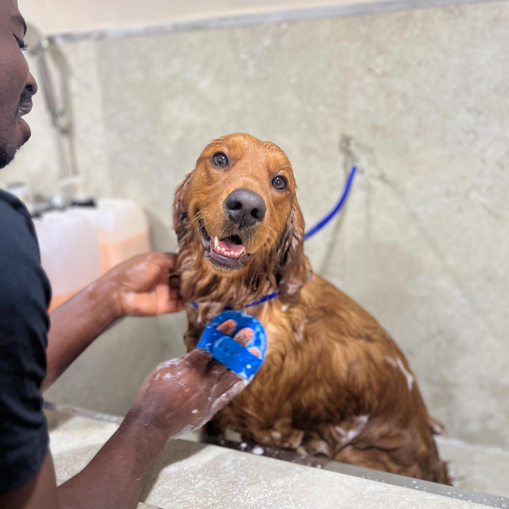 I wish we all looked this good in the shower 😅👀
🧿🧿🧿
#dubaidogs #dogsindubai #dubai #mydubai #dogs #nyc #hellofromspot #boarding #grooming #welovedogs #dogsofdubai #dubaidog #doggieboarding #doggiedaycare #doggieboarding #dogdaycare #dogdays #uaedogs #dxbdogs #everydayawesome #adoptdontshop #pethealth #petnutrition #happypup #dog