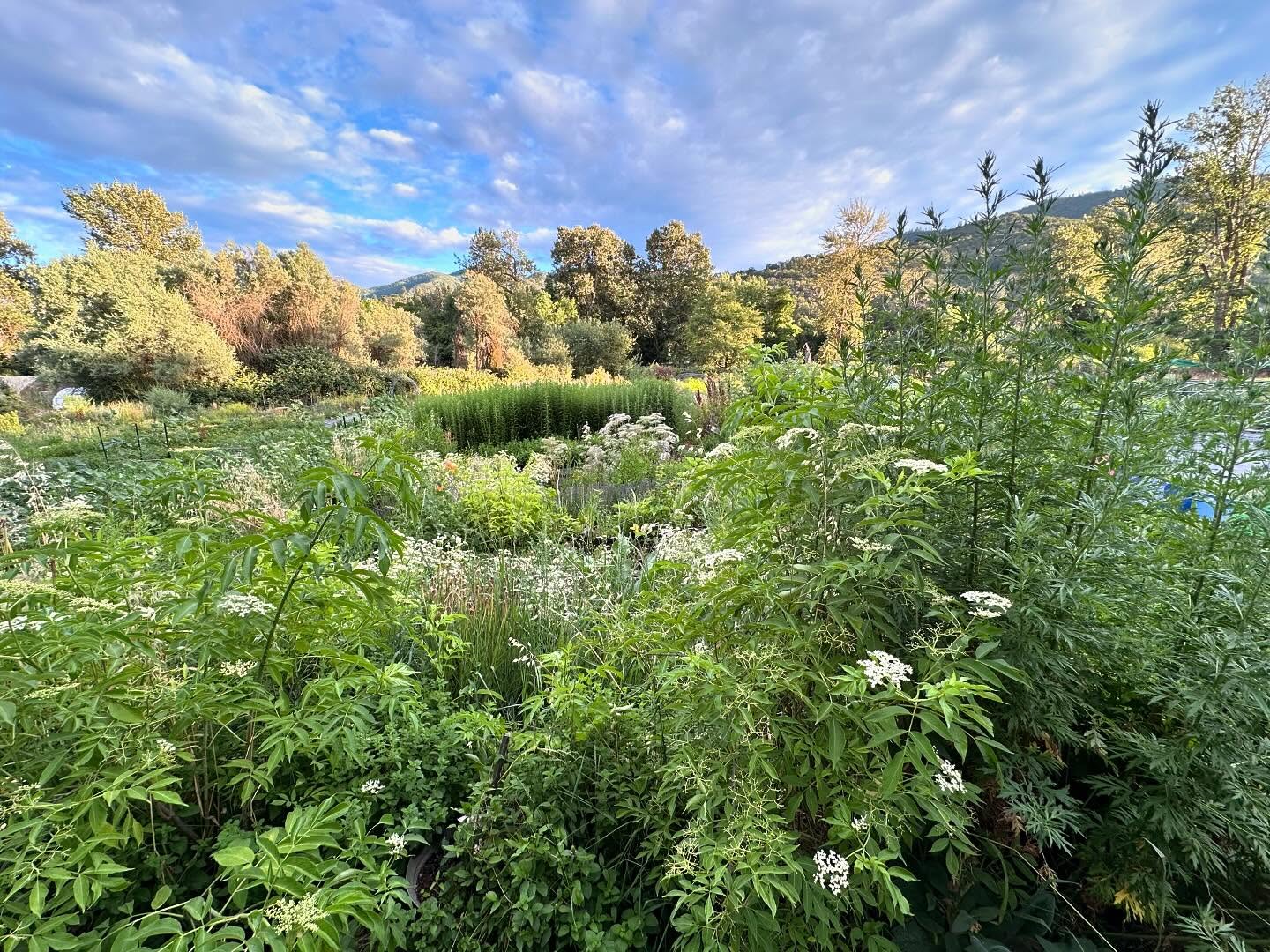 A garden is never complete🌿 but it’s feeling pretty full of abundance right about now! Come and visit!✨🐝