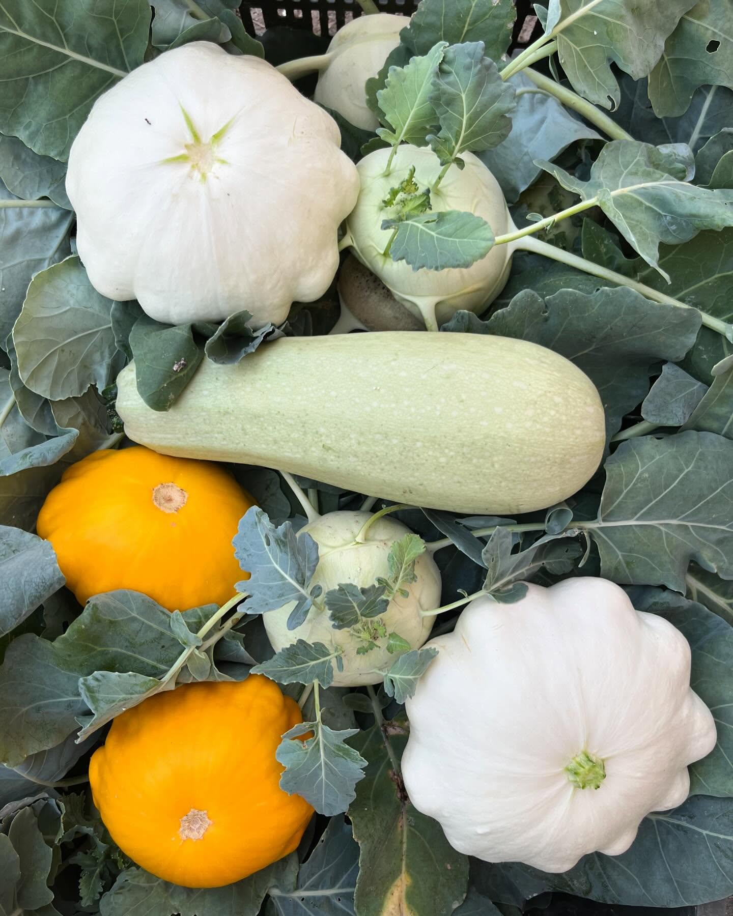 Aktualne dostupna zelenina: kalerab, cukina, patizon, uhorky nakladacky, uhorky salatove, kuceravy listovy kel a jarna cibulka. Aj trpazlicia bazalka v kochliku. Vsetko je webe link v bio alebo sa treba len ozvat 🤷🏽♂️