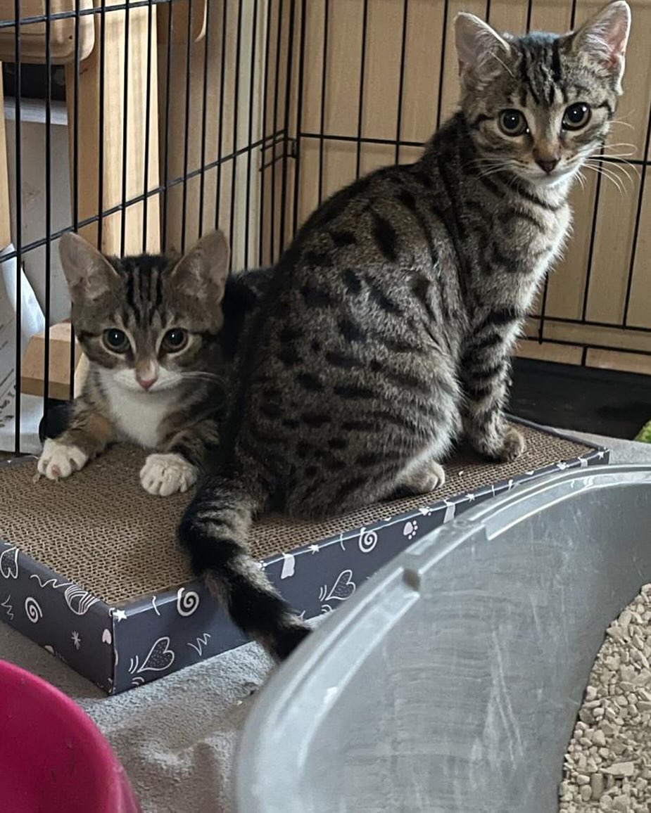 Can anyone offer these two a forever home they have been rescued so donβt know age or sex and would be best if they went together. Free to a good loving home.