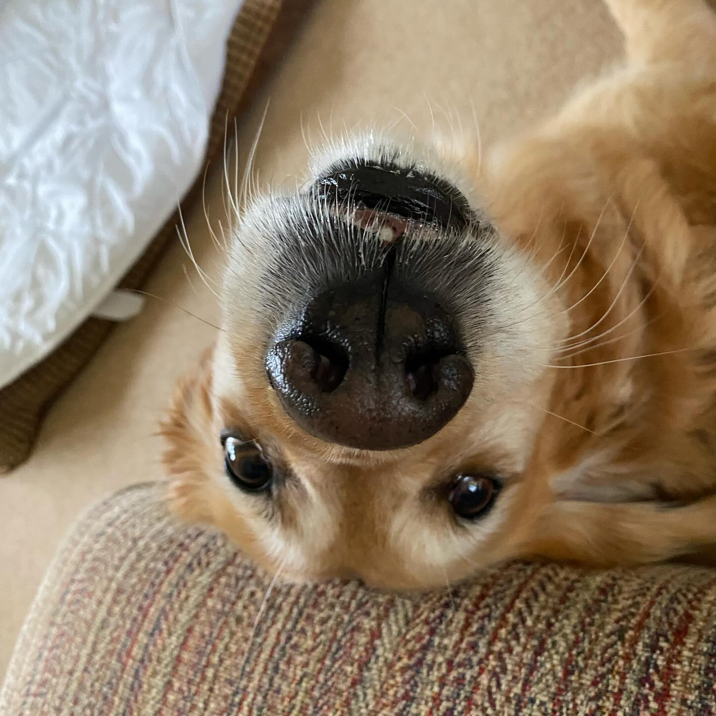 She’s desperate for some scraps of dinner!
#goldenretriever #dog