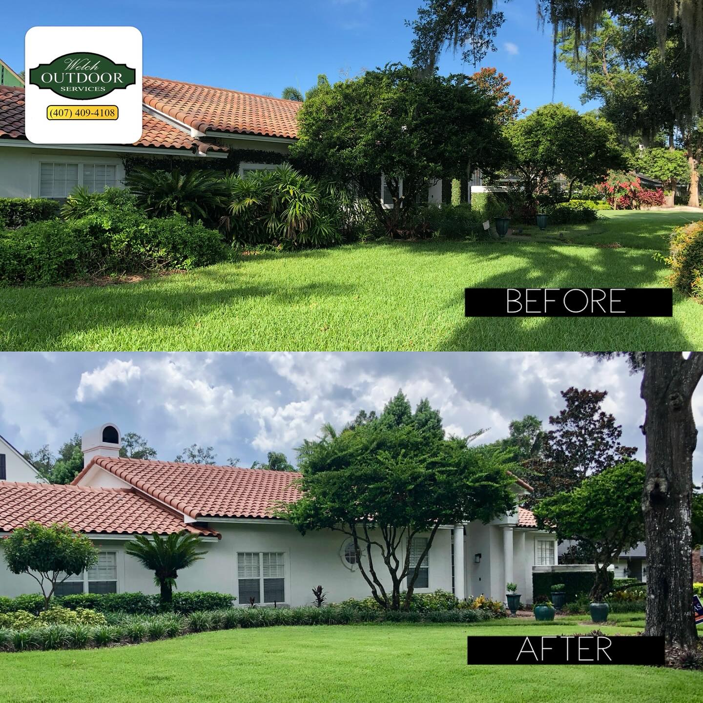 🌿✨ Another Stunning Transformation! ✨🌿
From overgrown to outstanding—see how our expert team at Welch Outdoor Services revitalized this beautiful home’s landscape. The results speak for themselves!
🌟 **Why Choose Welch Outdoor Services?** 🌟
✅ Comprehensive Landscape Solutions
✅ Expert Design & Installation
✅ Top-Quality Plants & Materials
✅ Unmatched Attention to Detail
Transform your yard into the perfect outdoor retreat. Contact us today for a free consultation and let’s make your dream landscape a reality!
📞 Call us at (407) 409-4108
Your perfect yard is just a phone call away! 🌿🏡
#Landscaping #Hardscaping #BeforeAndAfter #CurbAppeal #OutdoorLiving #LandscapeDesign #Gardening #HomeImprovement #WelchOutdoorServices
