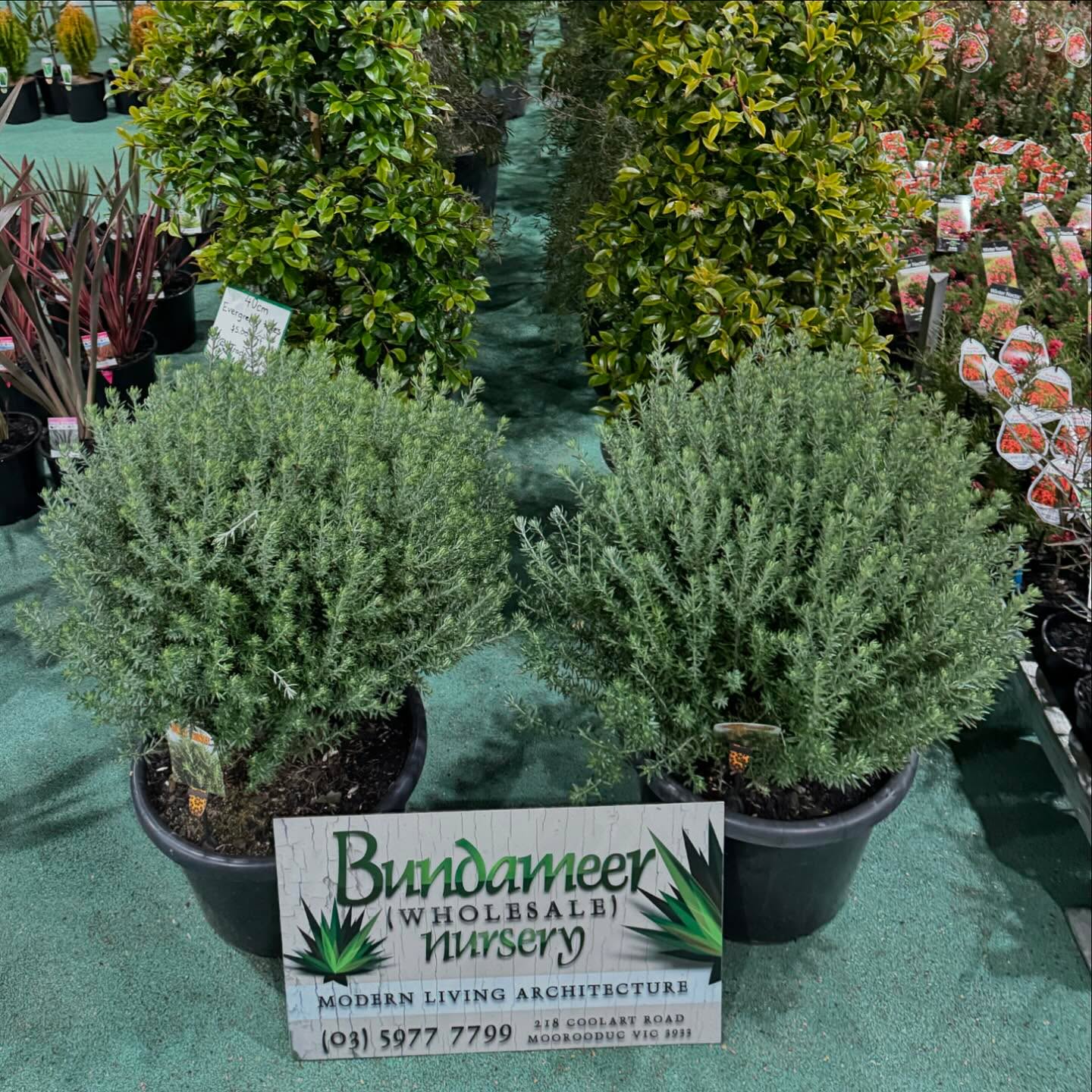 Come see our stand today @ #NGIV Tradeday
Winter goodies 🥶 ❄️
-Evergreen Hedging/ Screening
-Ornamental Grasses
-
#LandscapePlants #WholesalePlants #AustralianLandscaping #PlantWholesale #GardenSupplies #PlantNursery #LandscapingAustralia #NativePlants #GardenDesign #GardeningAustralia #PlantLovers #OutdoorLiving #GardenInspiration #SustainableLandscaping #GardenWholesale #LandscapeDesign #PlantsofAustralia #GardenDecor #PlantLife #LandscapingSupplies