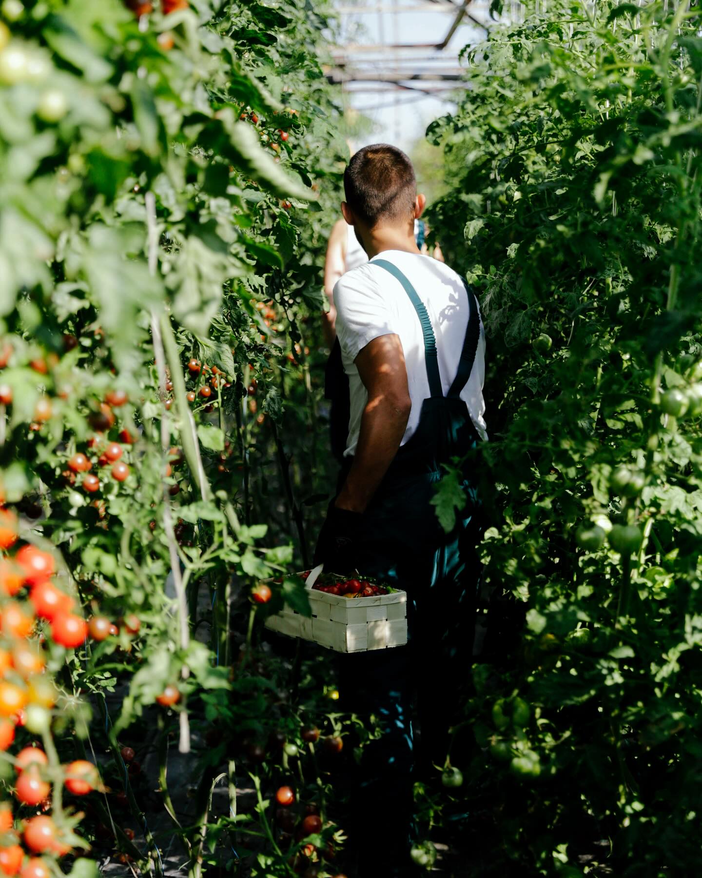 Hľadám človeka na prácu k nám do sklenika.
5eur/hodina pravidelne aspoň 3x do týždňa, 5-7hodín. Ideálne každý deň od pondelka do piatku 5-7 hod. denne.
Aktuálna pracovná doba od 6:00-11/12:00 hod.
Náplň práce:
Všetko, čo treba, ako napriklad:
1,burina a jej opakované vytrhávanie
2,starostlivosť o rastliny, vylamovanie/vyvezovanie
3,zber plodin, ideálne aj rozvoz
4,polievanie
5,sadenie/pikírovanie
6,servis závlahy
7,servis elektriky
8, oranie/rotovanie, všetko spojené s pôdou a prácou nutnou na sadenie
9,upratovanie a udržovanie čistoty v skleníku
Všetko vysvetlím, naučím.
Tolerujem rôzne deficity, ale zodpovedné správanie a dochviľnosť sú prioritou
#praca #ponukaprace #milujemsvojupracu #takeneslovenske #sklenik