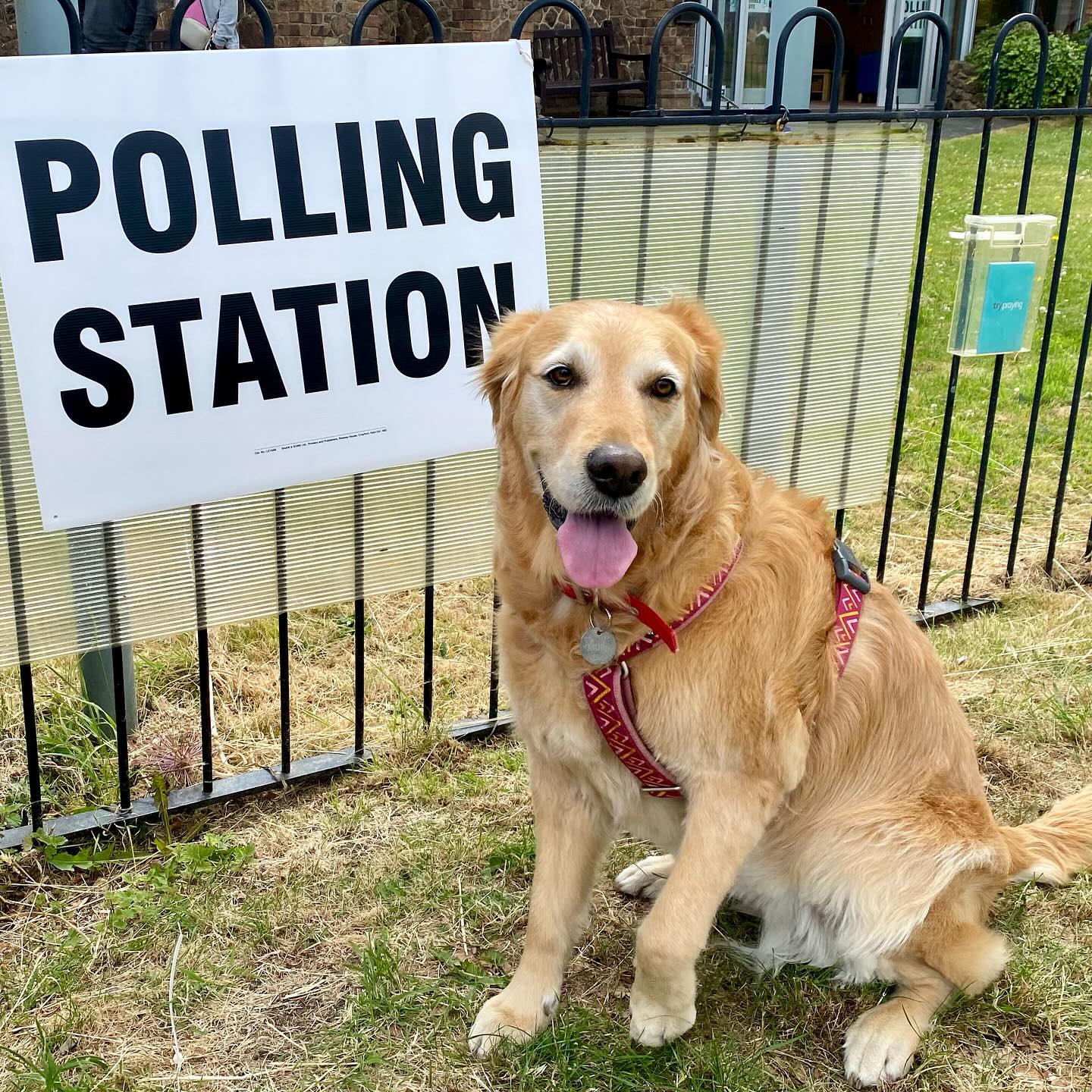 Millie is here to remind you to go out and vote! #dogsatpollingstations #vote #ukelection #polls