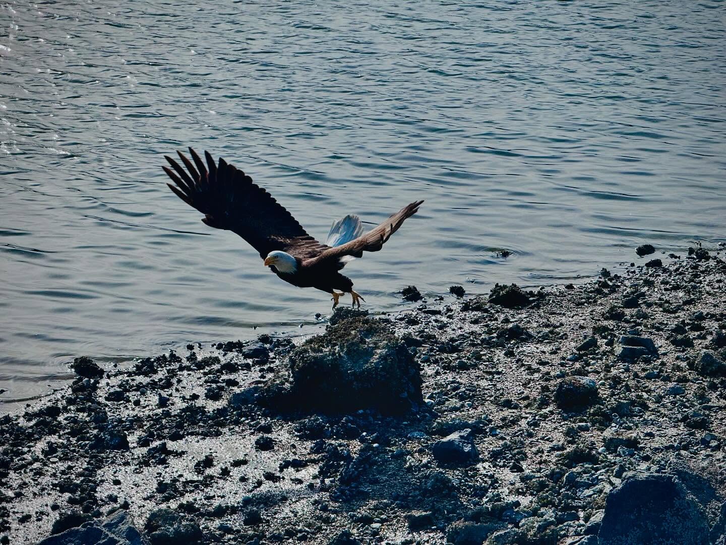 #beautiful #baldeagles