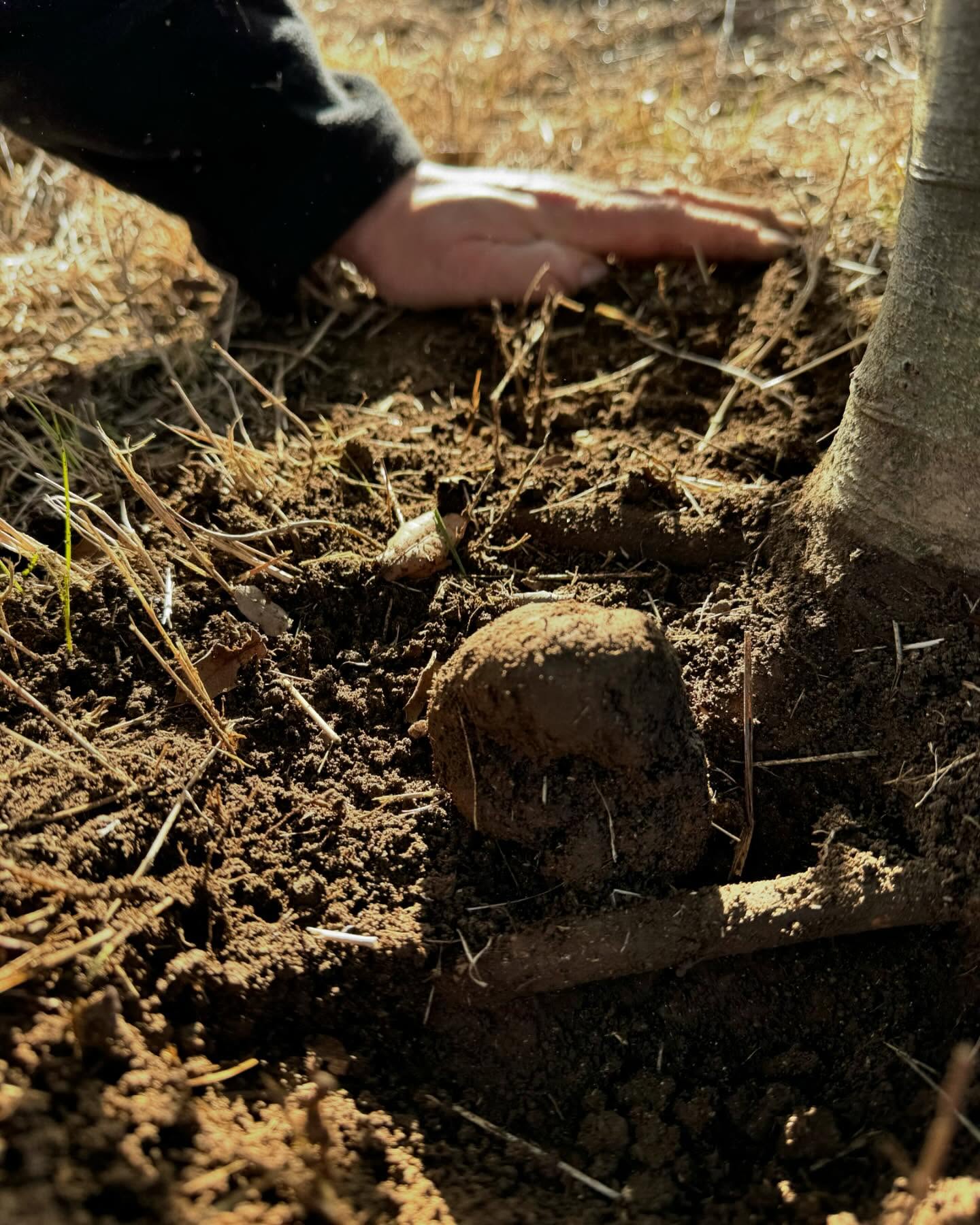 Harvest by day and friends birthday by night. Double Oaks farmed gifts, at their best… #truffle #frenchoak #truffiere #truffles #truffledog
#ourvineyard #boutiquewinery #winerylovers #wine #weekendsinmelbourne #australianwines
#macedonranges #winetasting #cellardoor #vintners #daylesfordmacedonlife #daylesfordmacedonranges #cellardoorvictoria #melbournecellardoor #victorianwine #victorianwinery #winerymacedonranges #woodend #kyneton #localproducers #cellardoorvictoria #explorevictoria #wineryvictoria #countryvictotia
#visitvictoria