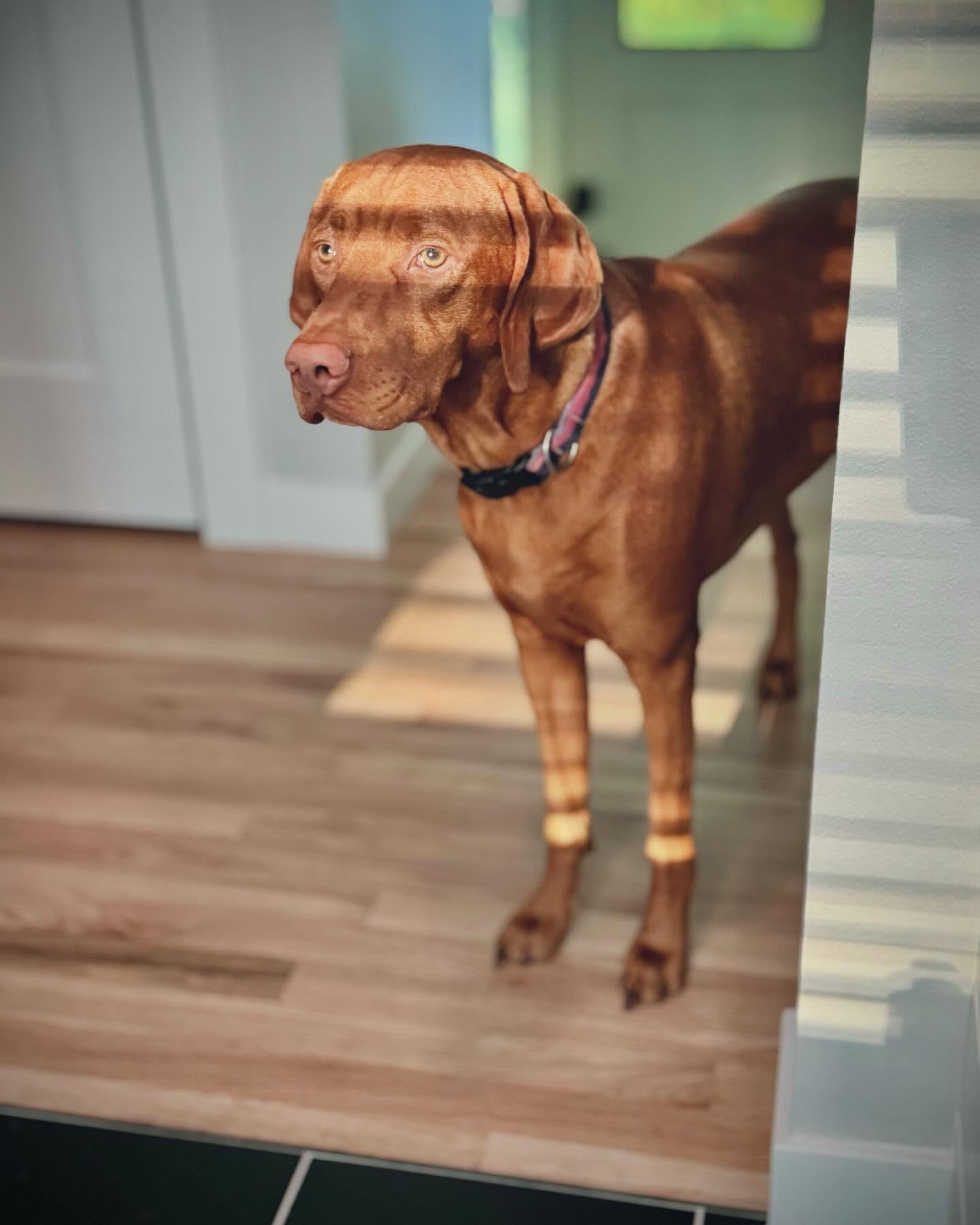 My babies hanging out.