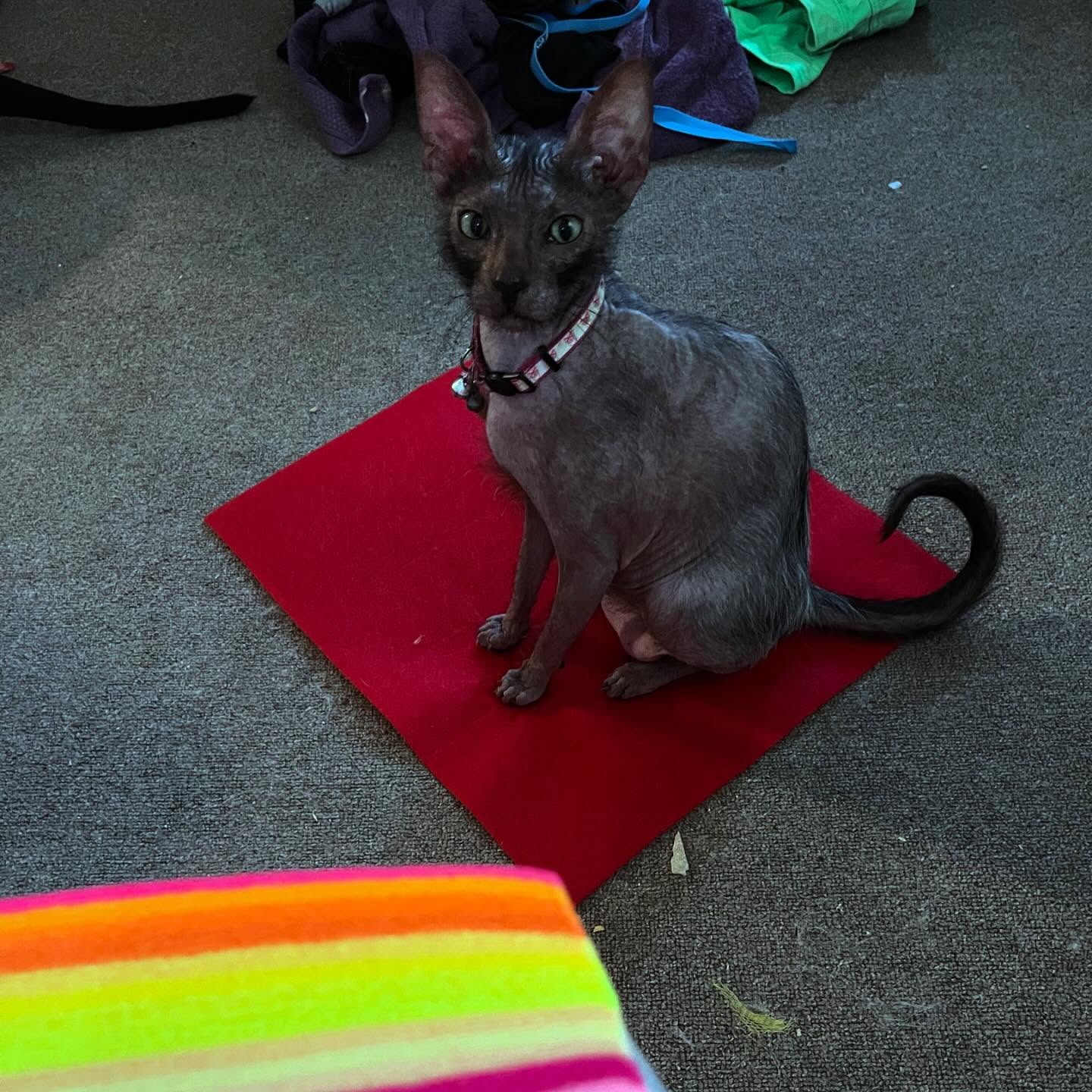 Made a tiny outfit for my Elvira
#lykoicat #cat #sailormoon #catcosplay #cosplay